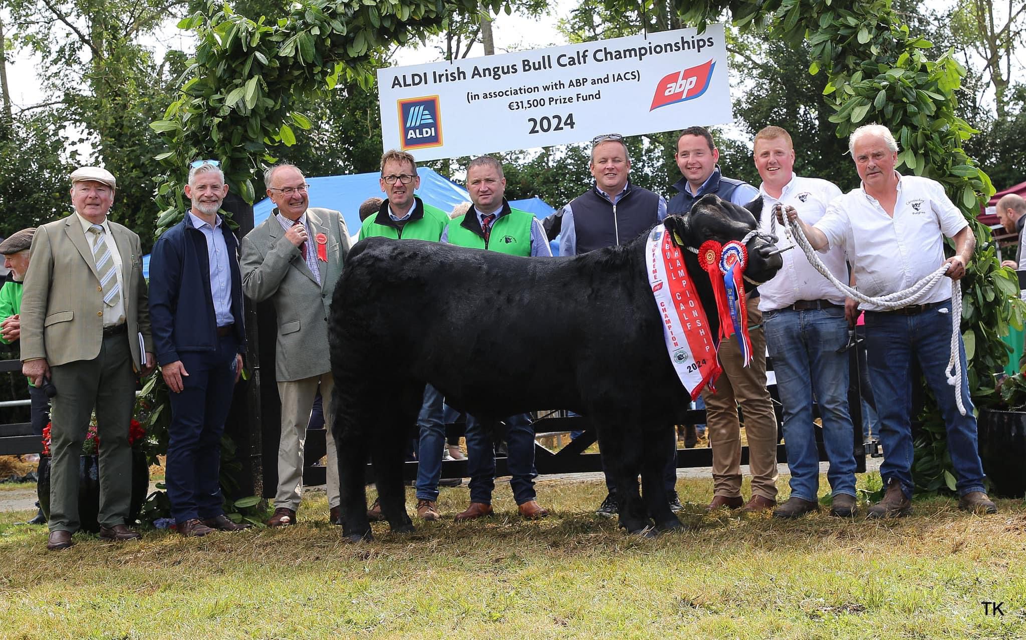 The Aldi/ABP-Irish Angus All Ireland Bull Calf Championship born between August and October 2023 won by Carrowboy Wilberto owned by Alan Gibbons from Co. Roscommon