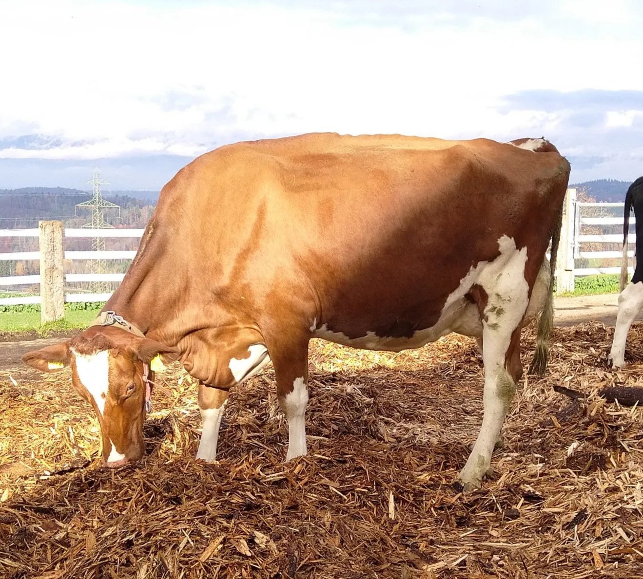Rene finds the Red Holstein breed produces quality milk for Gruyere cheese production