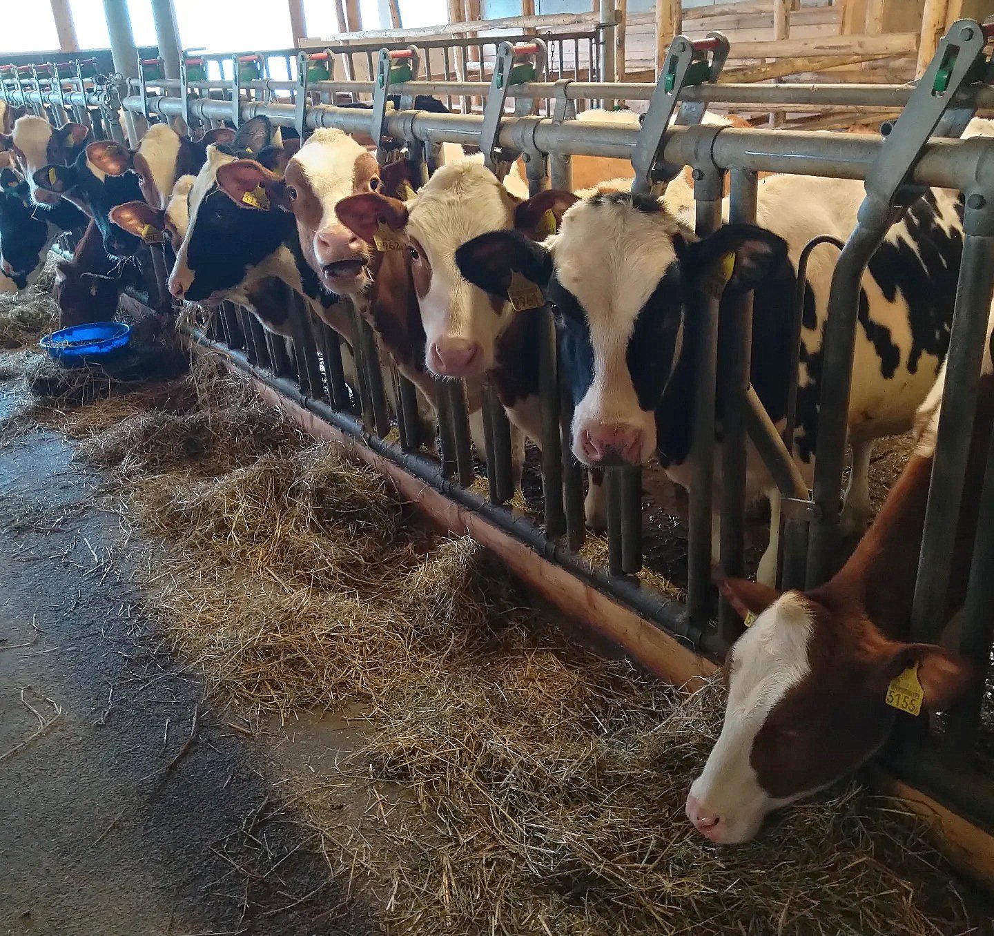Rene sells up to 90% of his heifers to other farmers via auction