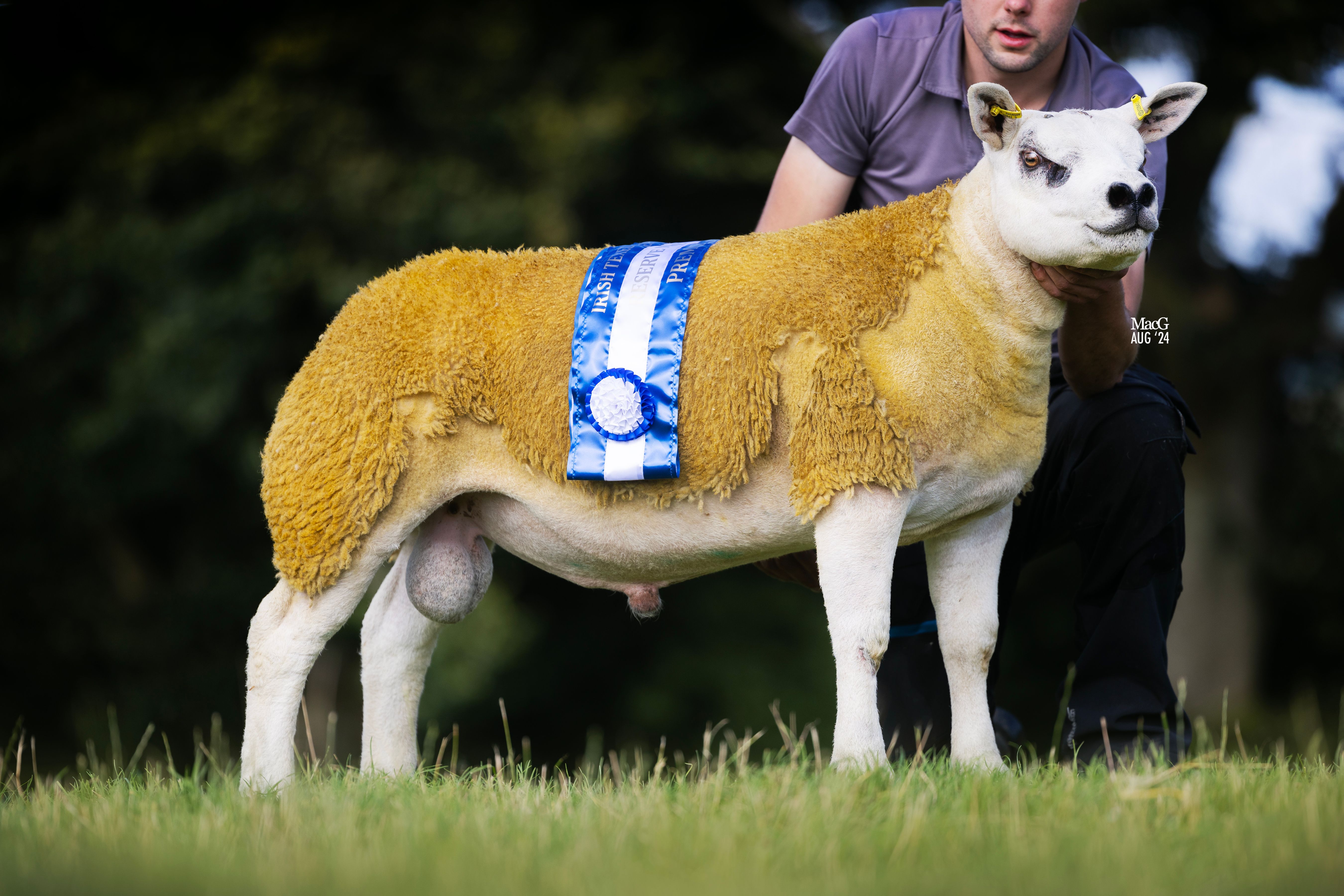 The reserve male champion was Silver Hill He's A Cracker Source: MacGregor Photography via the Irish Texel Sheep Society