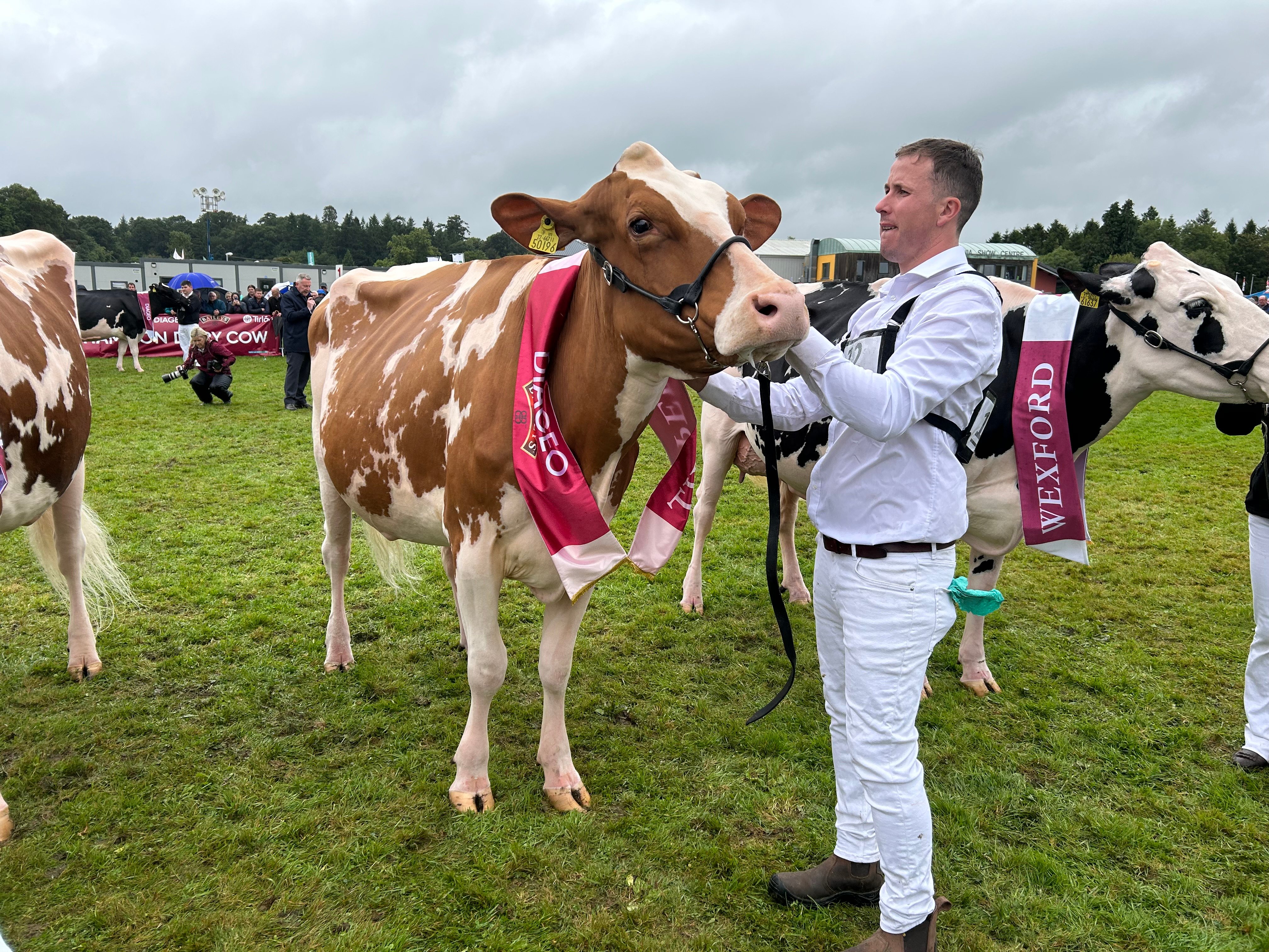 Junior 2nd placed cow