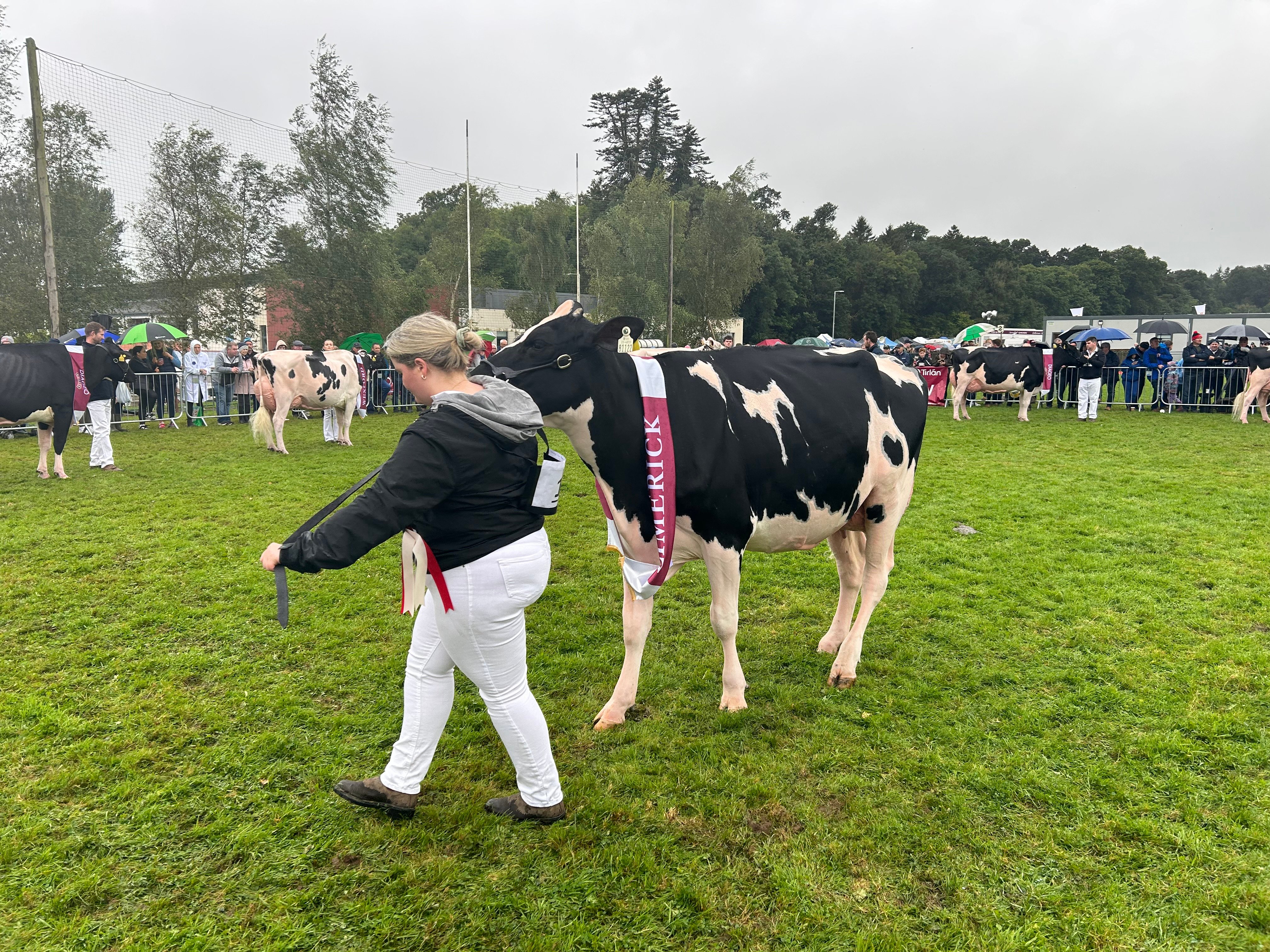 2nd placed  heifer in milk