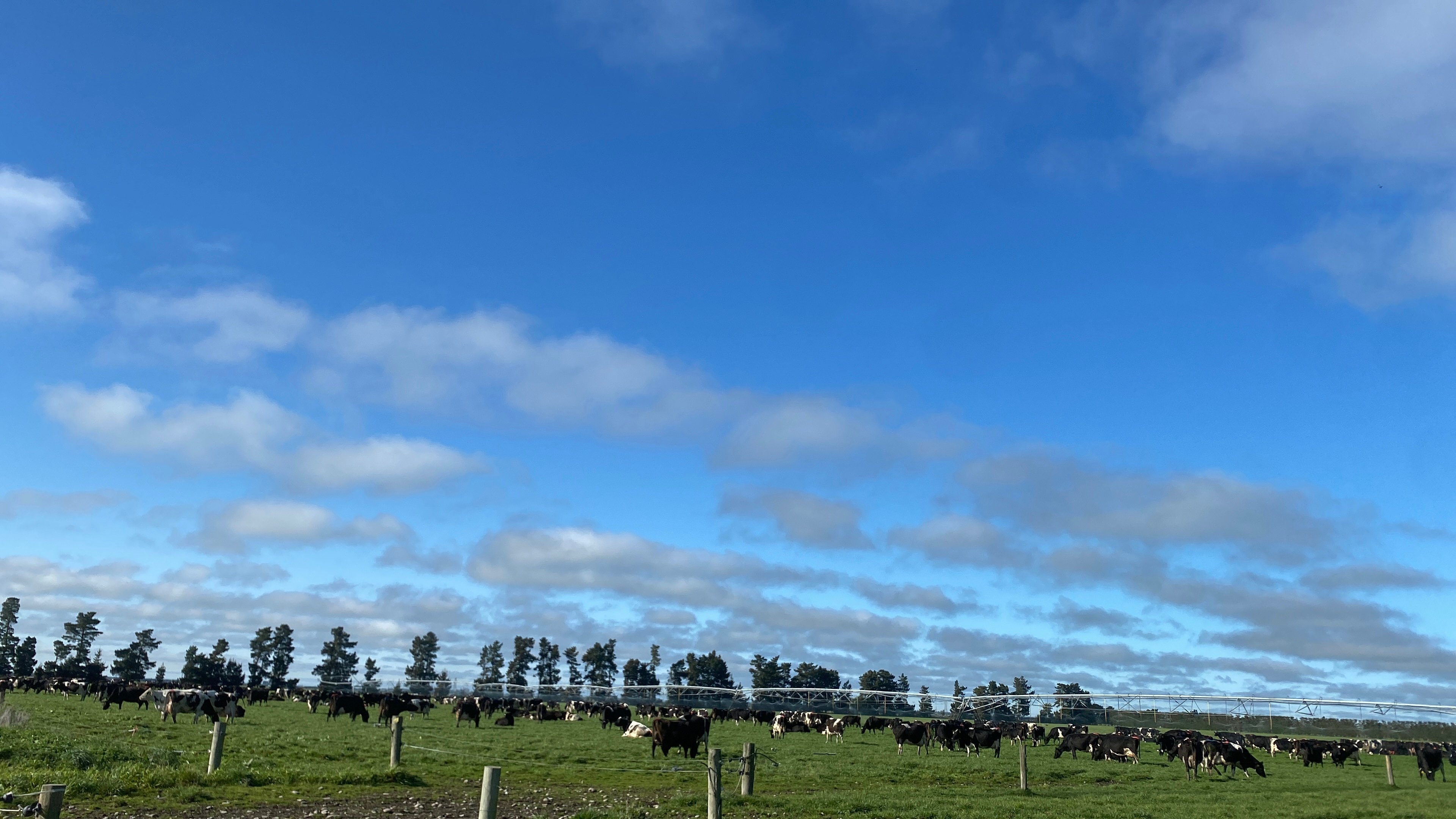The irrigation pivot travelling through the cows