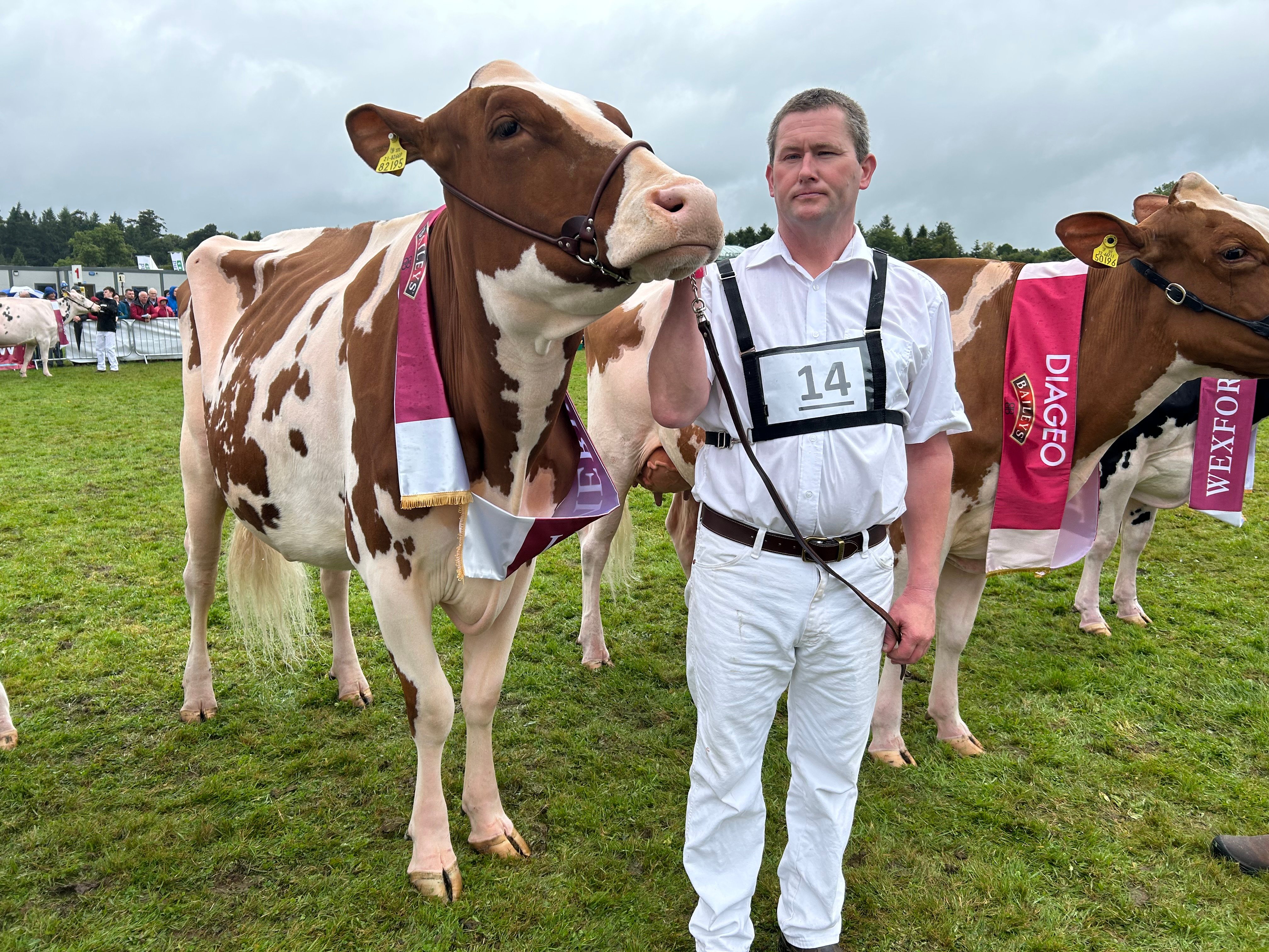 Junior 3rd placed cow