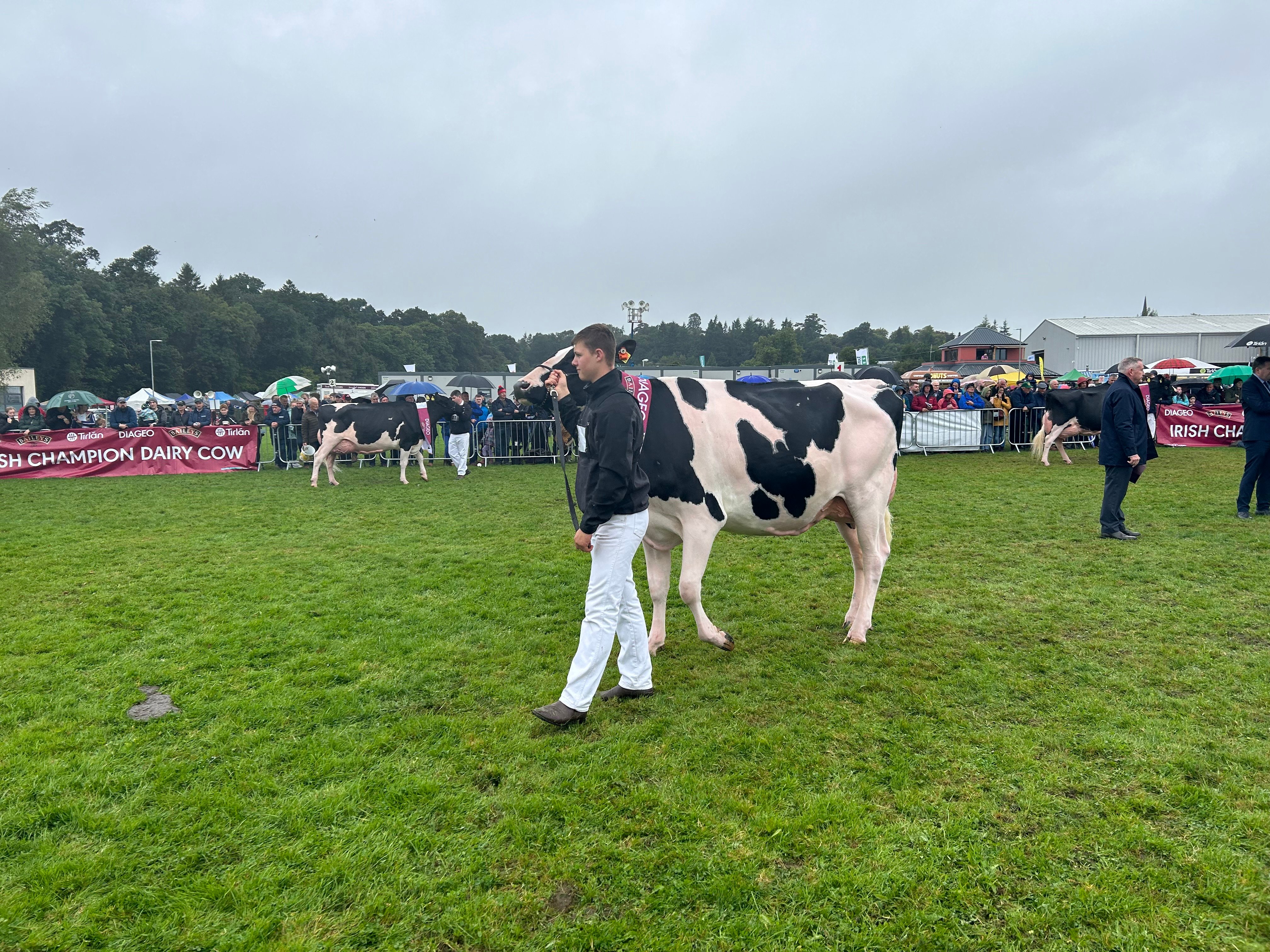 3rd placed  heifer in milk