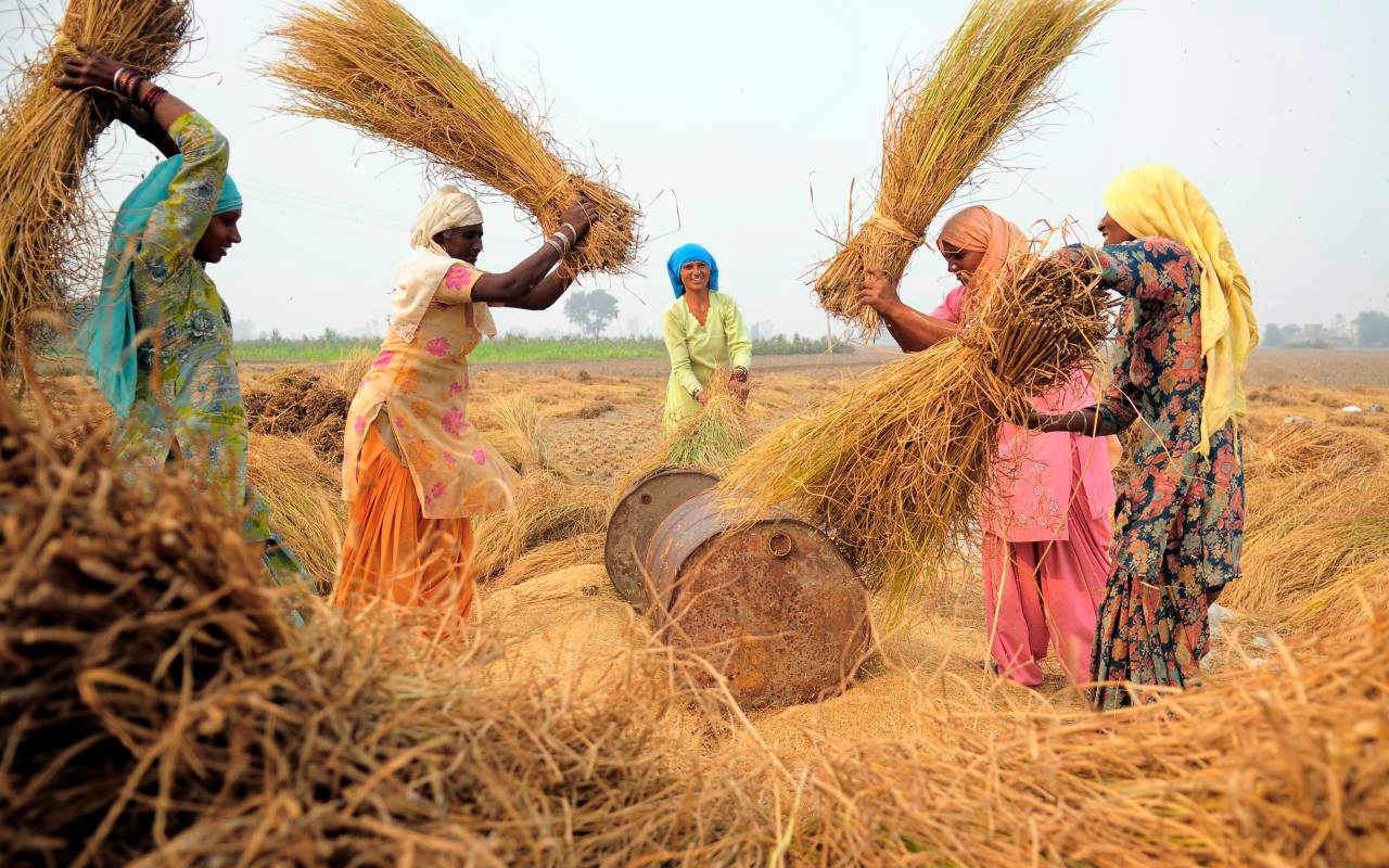 An image of Indian agriculture that the government is wishing to consign to history through greater mechanisation