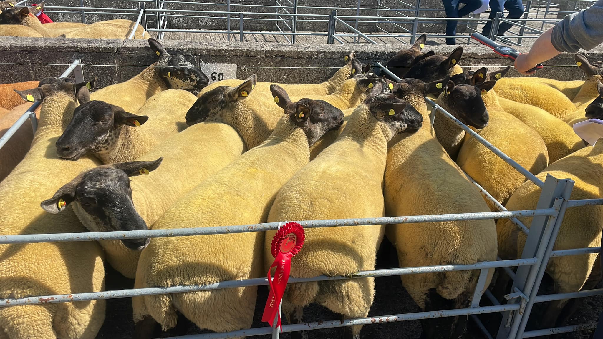 Tomas McCarthy's winning ewes Source: Borris Ewe Breeders