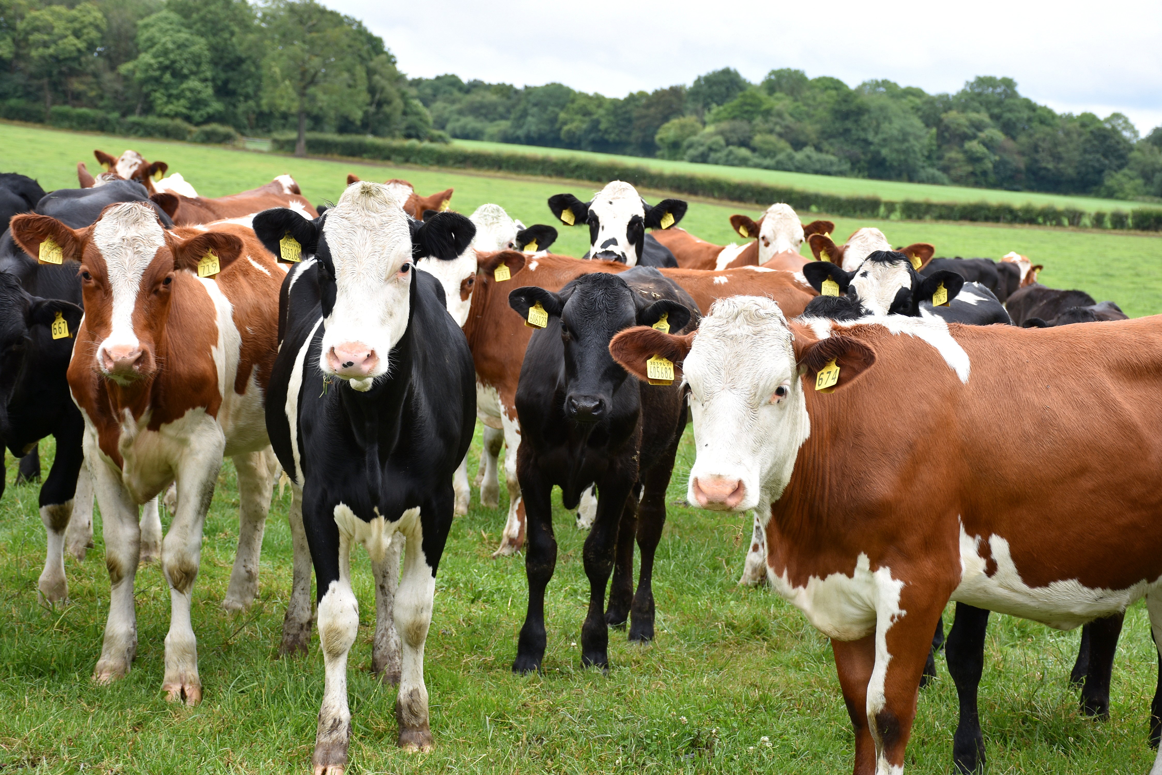 Some of the yearling heifer calves on the Nixon farm