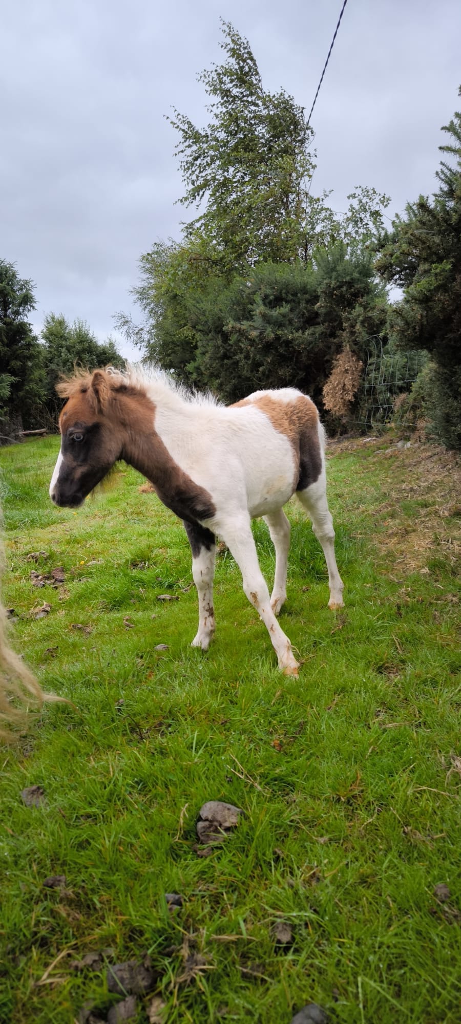 The young foal which was stolen has distinctive blue eyes