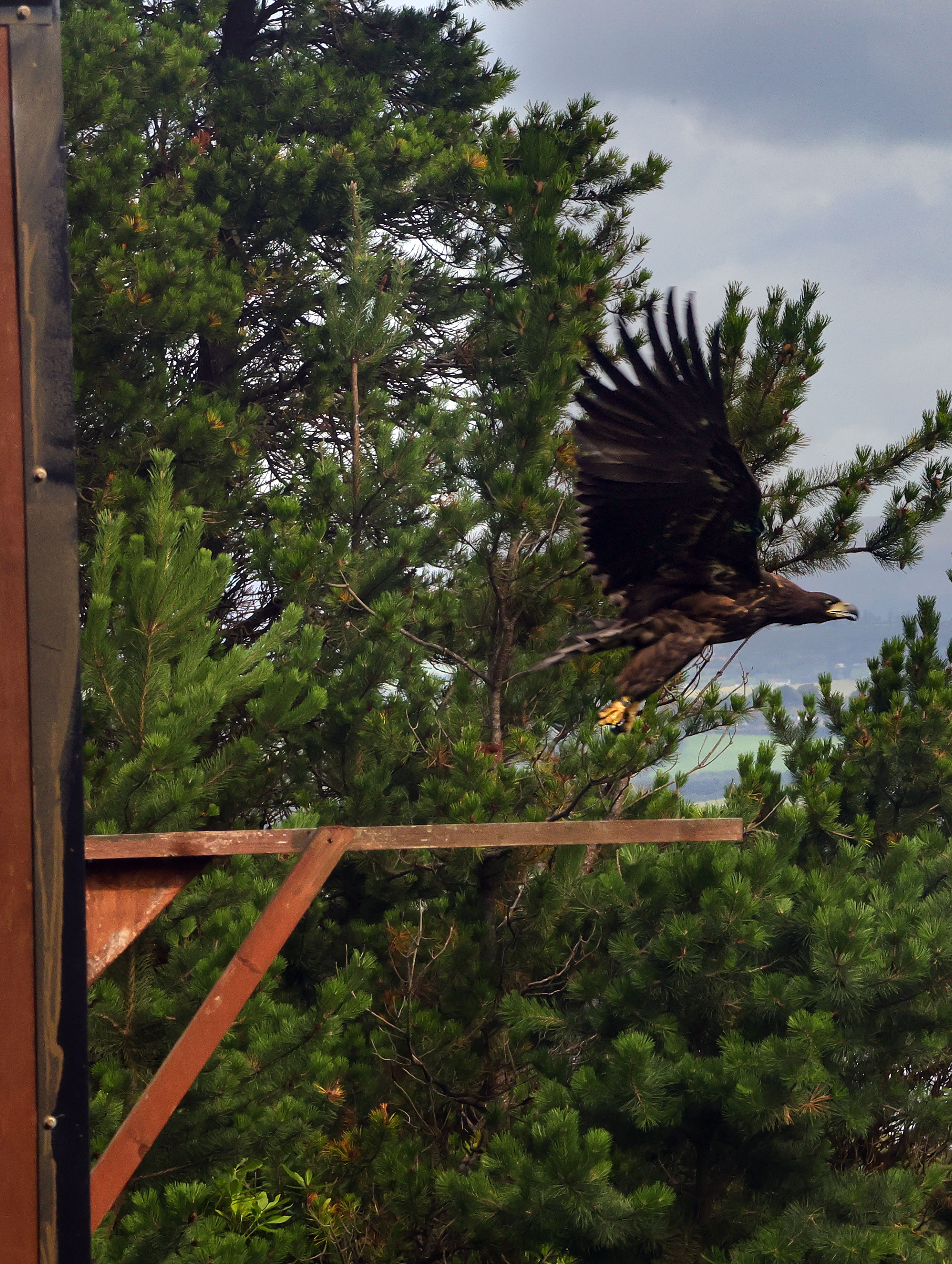 White-tailed eagle taking flight. Image Source: Valerie O'Sullivan