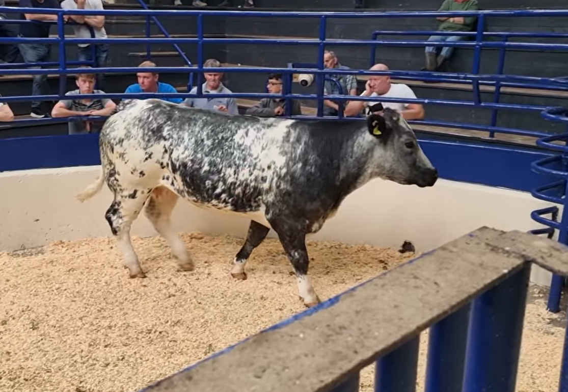 This BBX heifer sold for €4,500. Source: Herbie's Heifers 2024