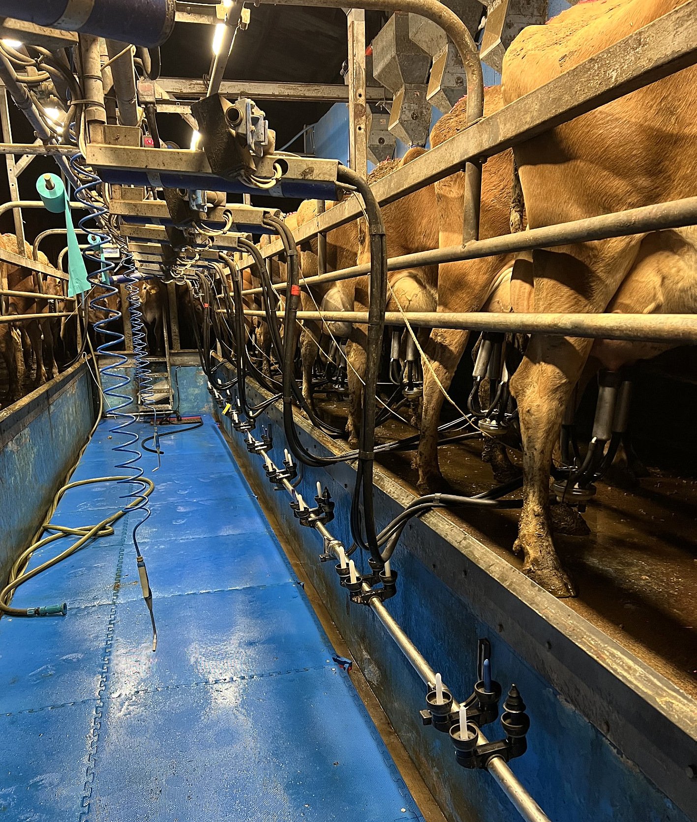 Cows are milked in a hybrid Fullwood DeLaval 10/20 swingover parlour