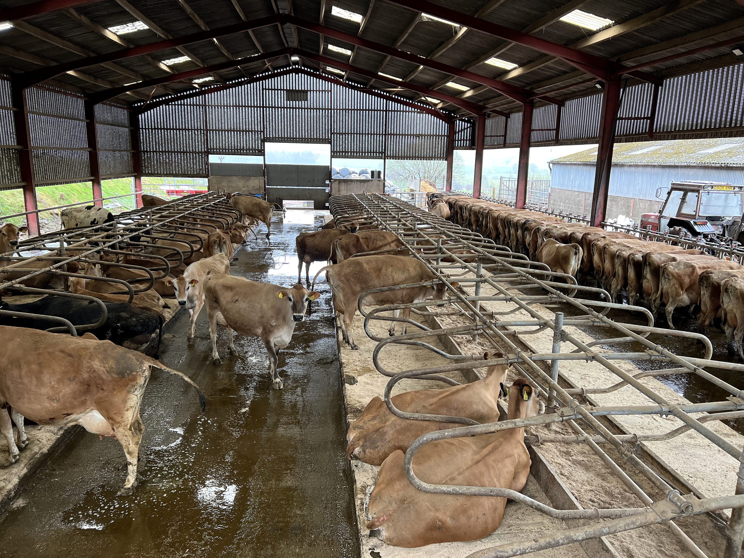 Andrew has just over 100 cows currently milking on the farm