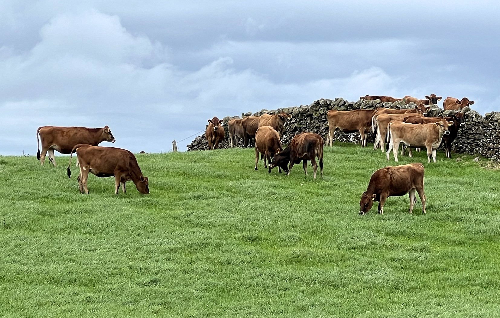 There are over 40 bulling heifers on the farm this year