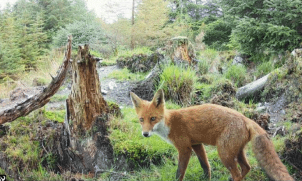Red  fox. Source: ReWild Wicklow