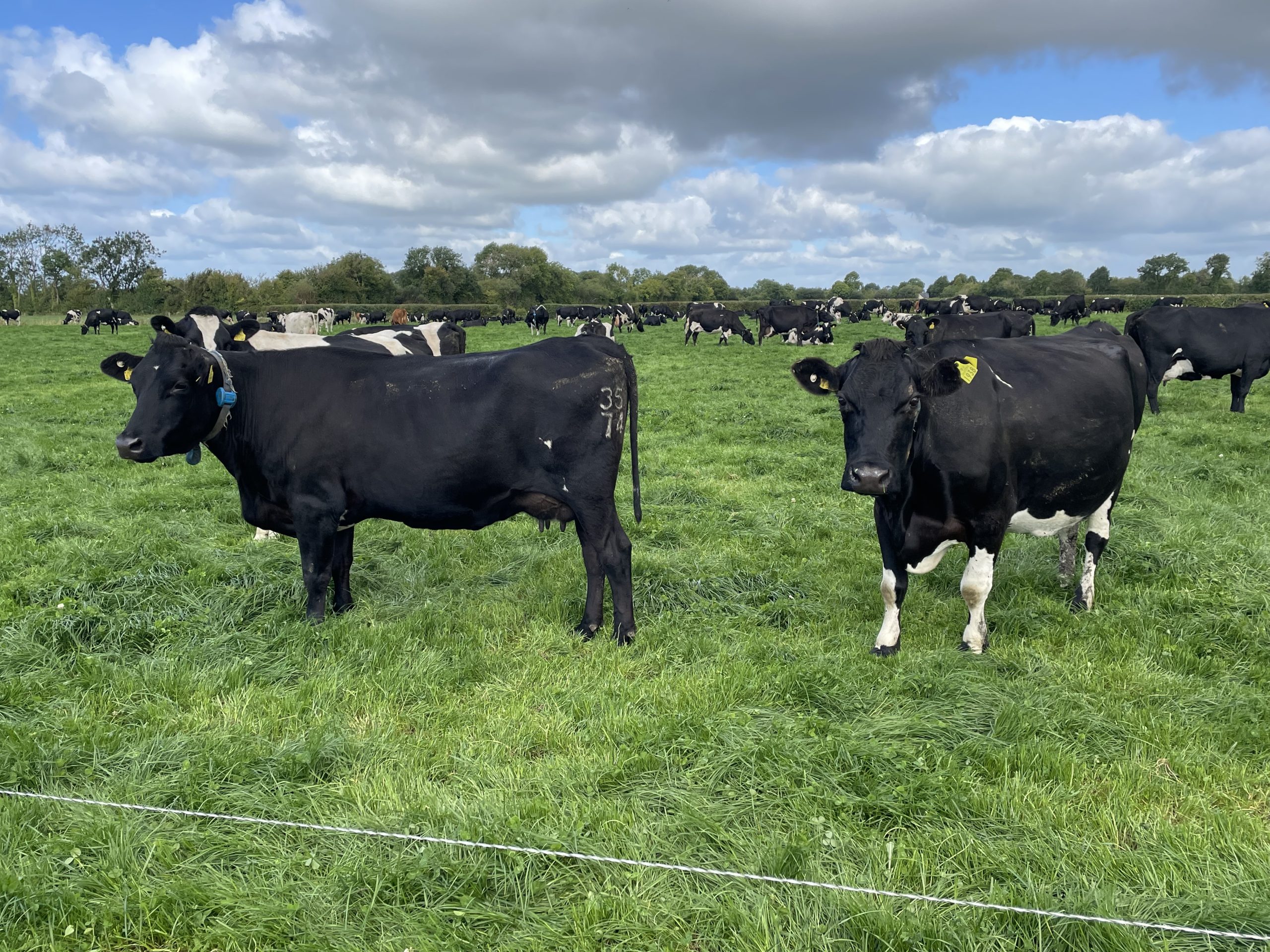 Some of the Macnamara dairy herd