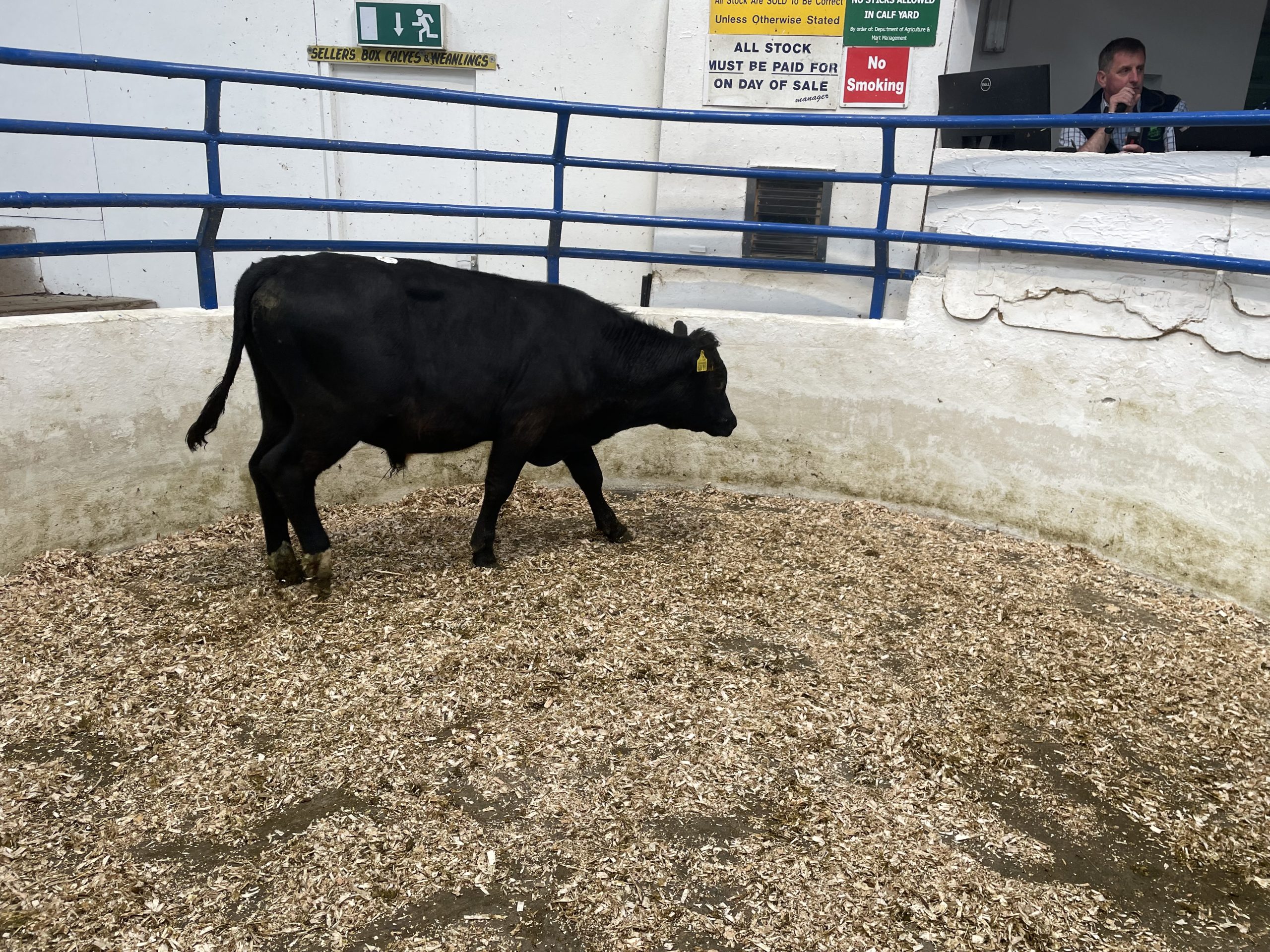 280kg Angus bull sold for €680