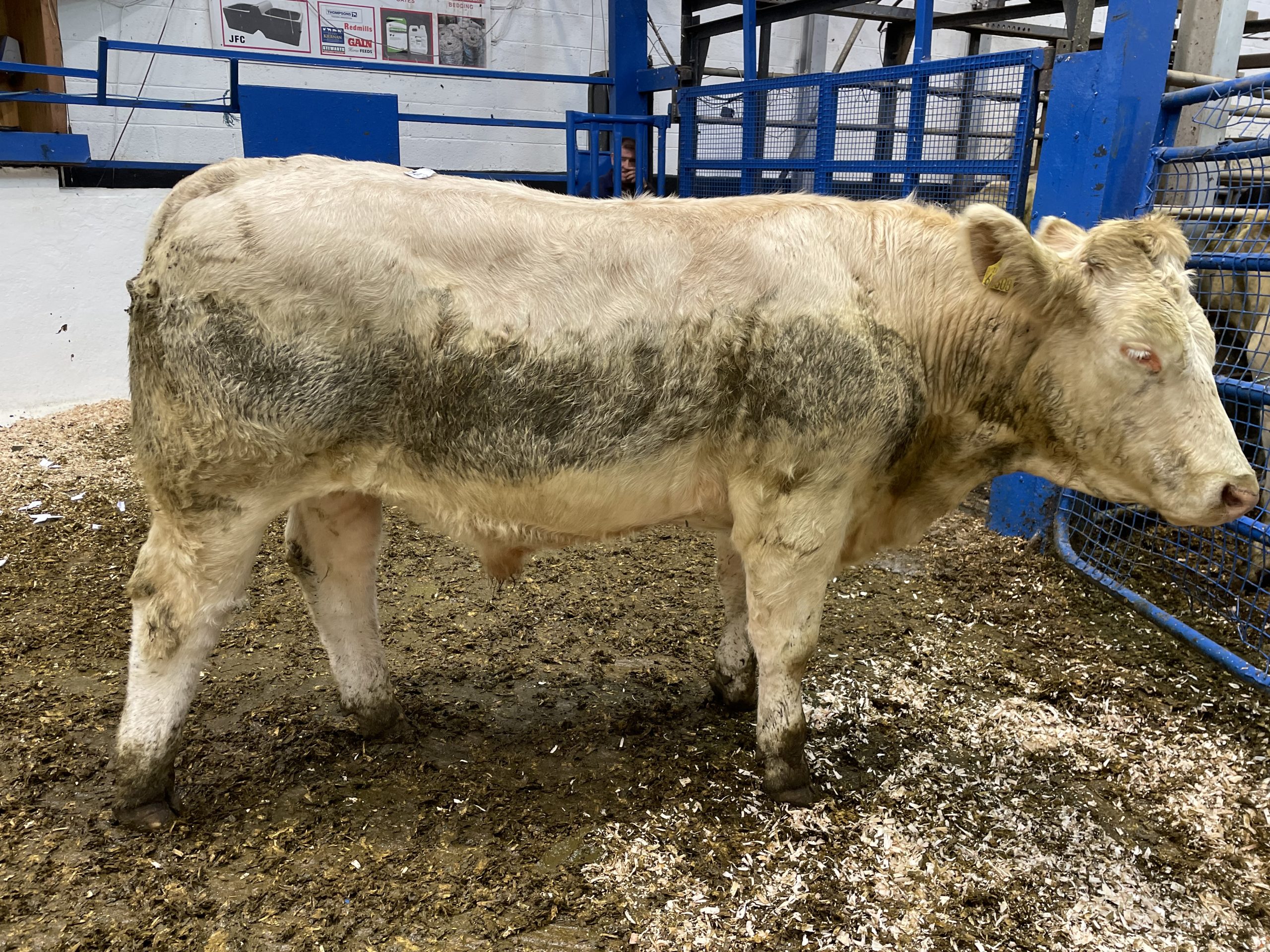 615kg Charolais bullock sold for €1,940