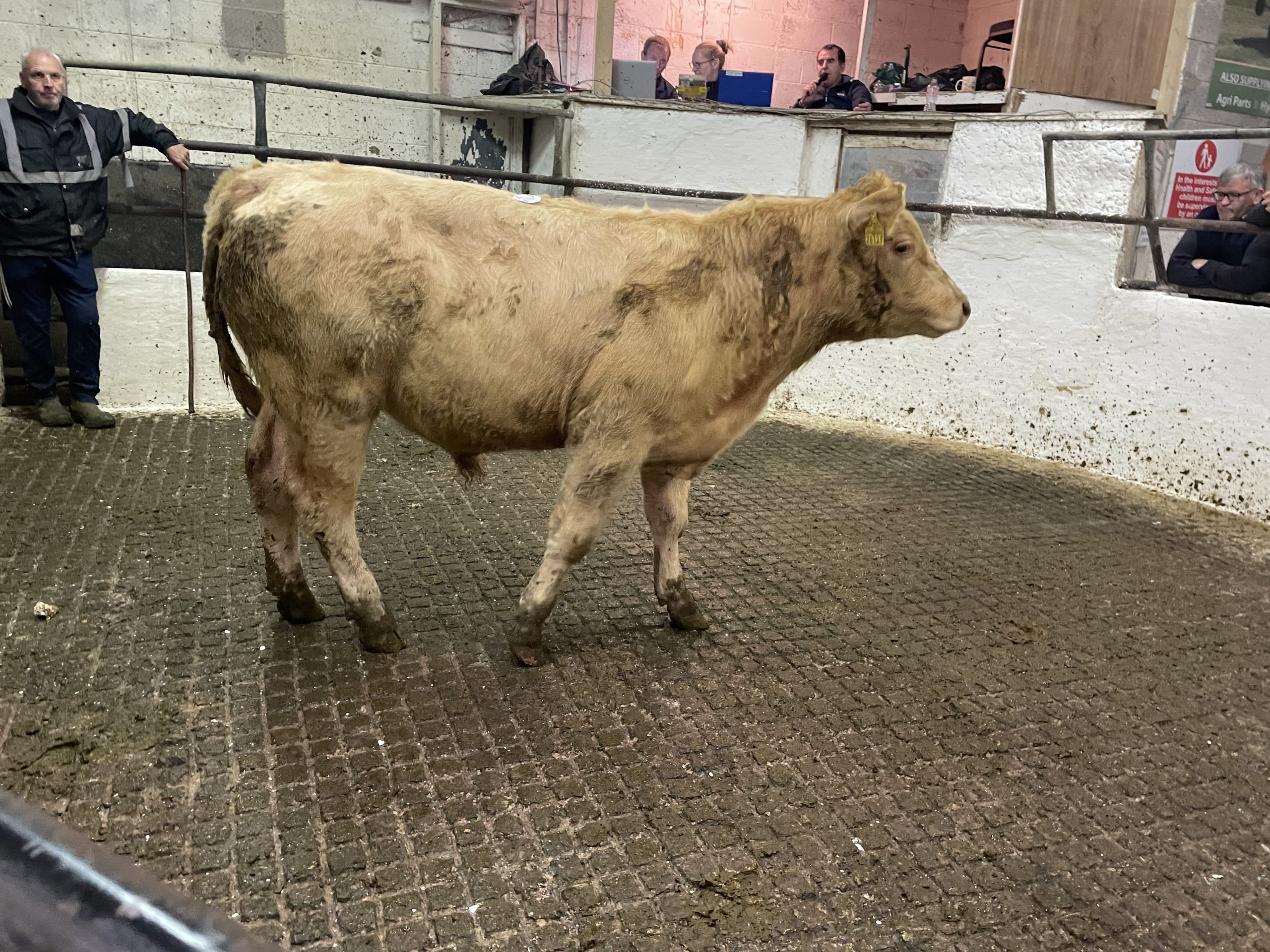 345kg Charolais bullock sold for €1,150