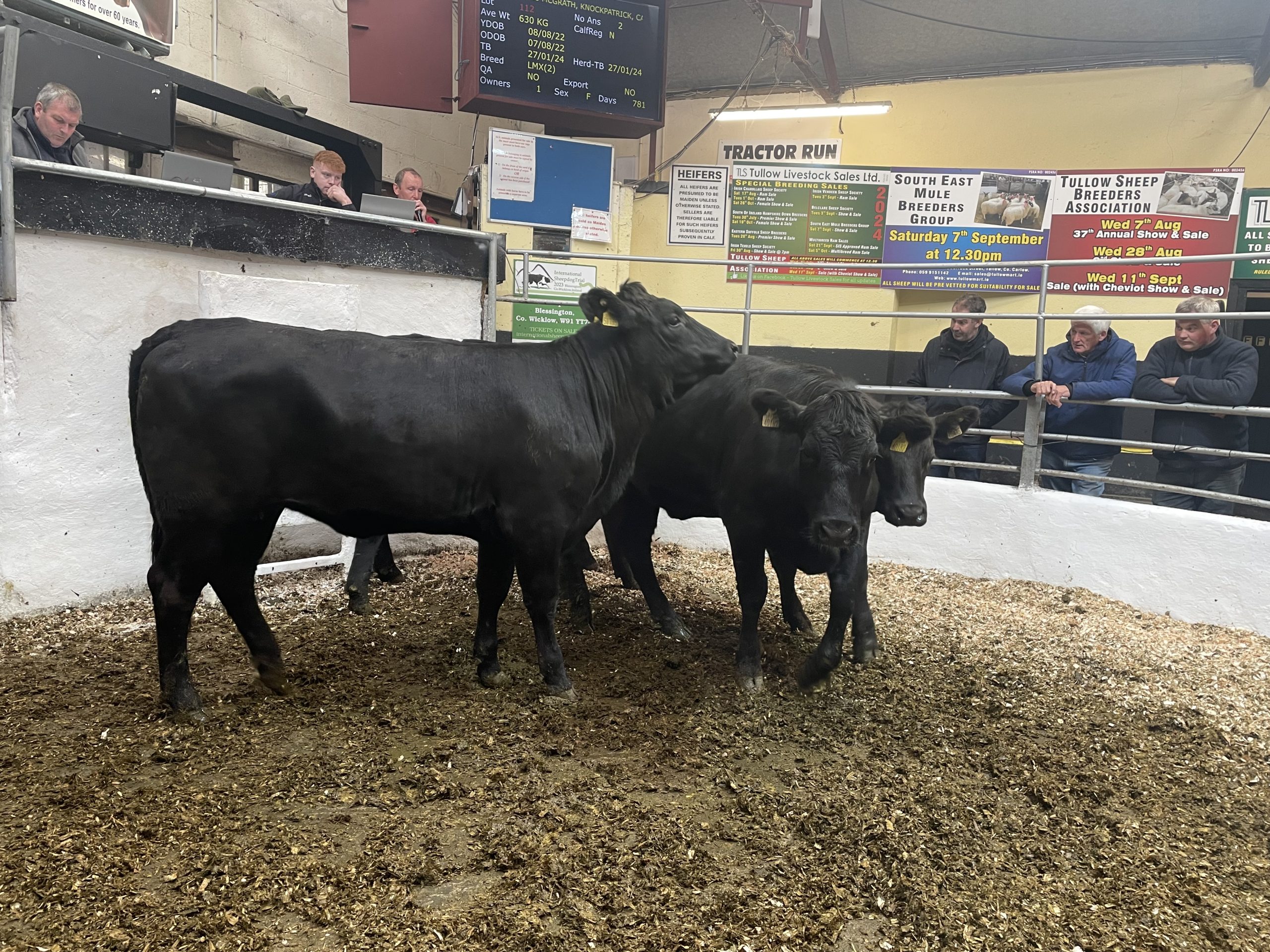 These four Limousin-cross and Angus-cross heifers weighed 506kg and sold for €1,360