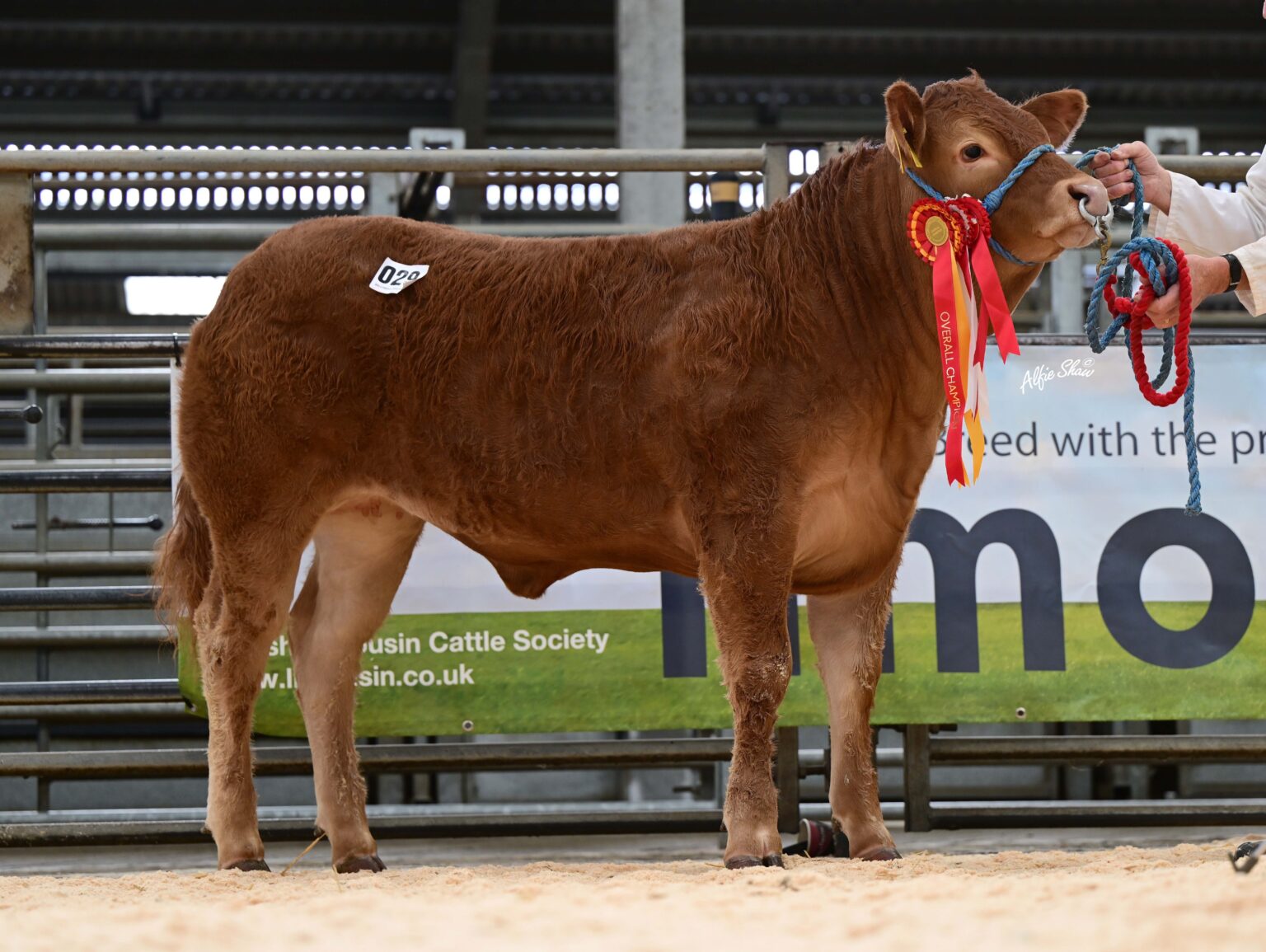 James McKay’s junior and supreme overall champion Ampertaine Ujlo sold for 20,000gns. Source: Alfie Shaw, Agri-Images