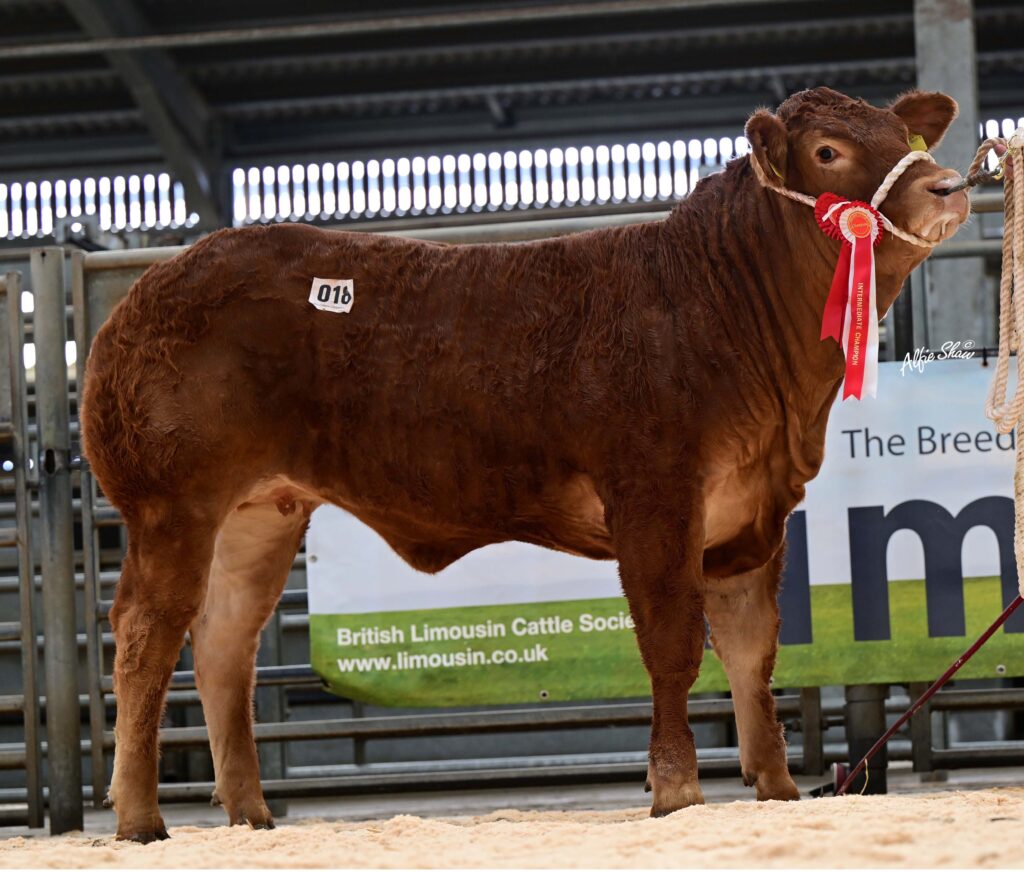 The intermediate and reserve supreme champion Bernish Uptowngirl realised 19,000gns for Kieran McCrory, Sixmilecross. Source: Alfie Shaw, Agri-Images