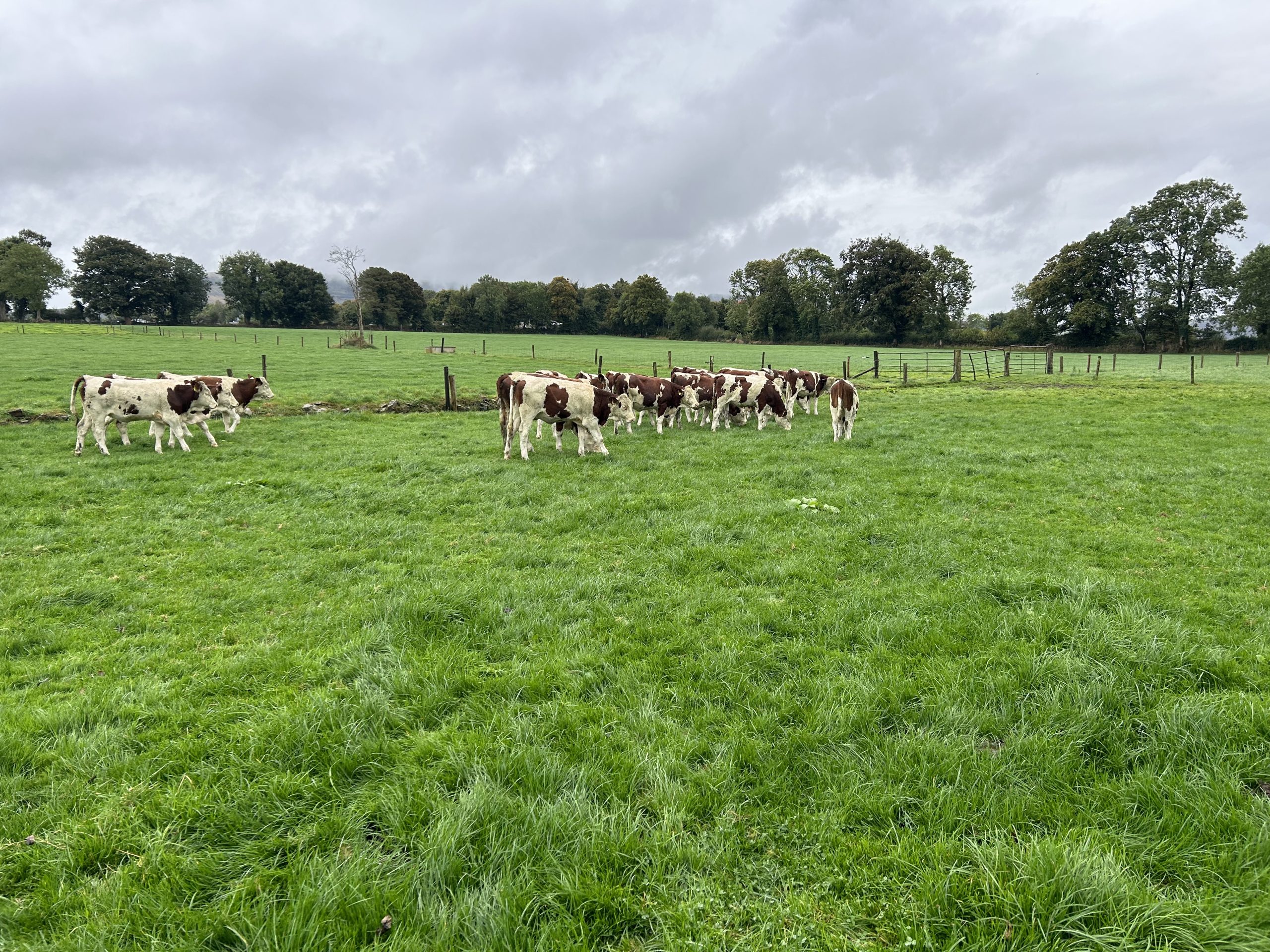 Williams' spring-born Montbeliarde heifers