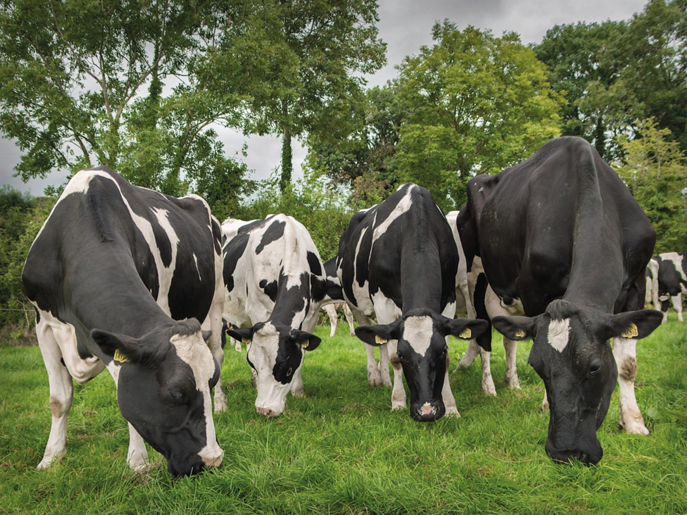 Extended grazing systems are used with the CAFRE dairy herd. Image source: CAFRE