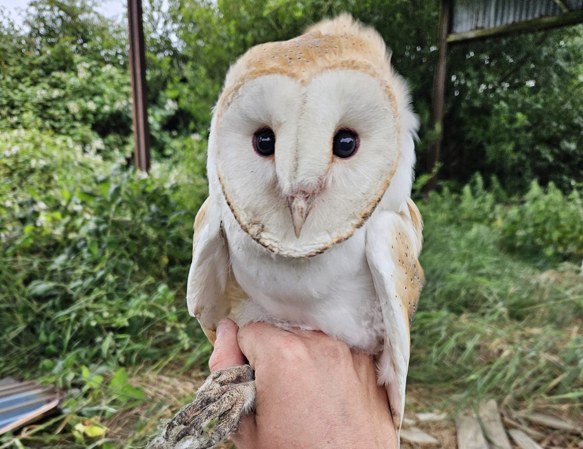 Monitoring survey of barn owl chick by BirdWatch Ireland. Photo taken under licence by Alan McCarthy