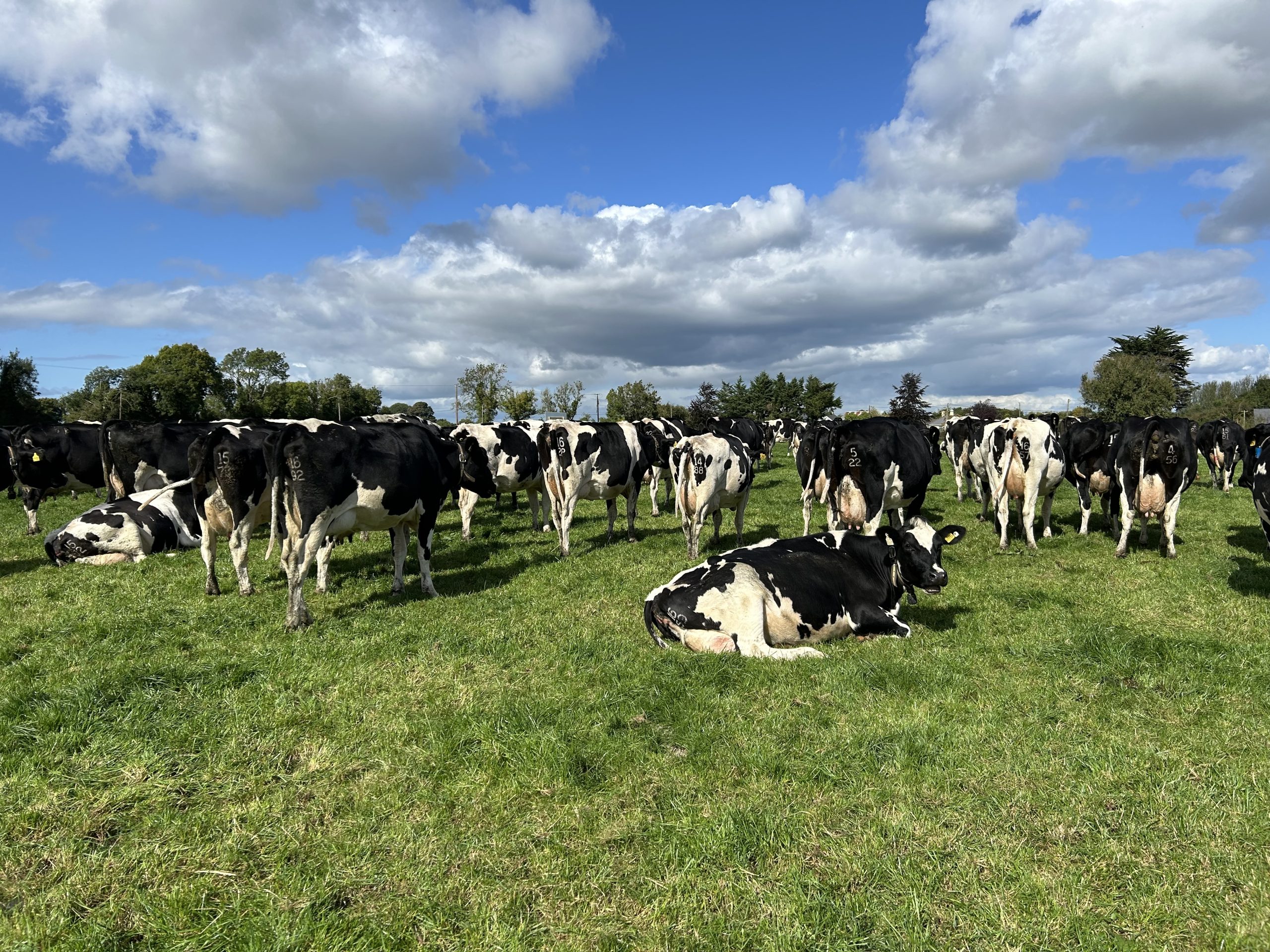 The Copperbeech Herd