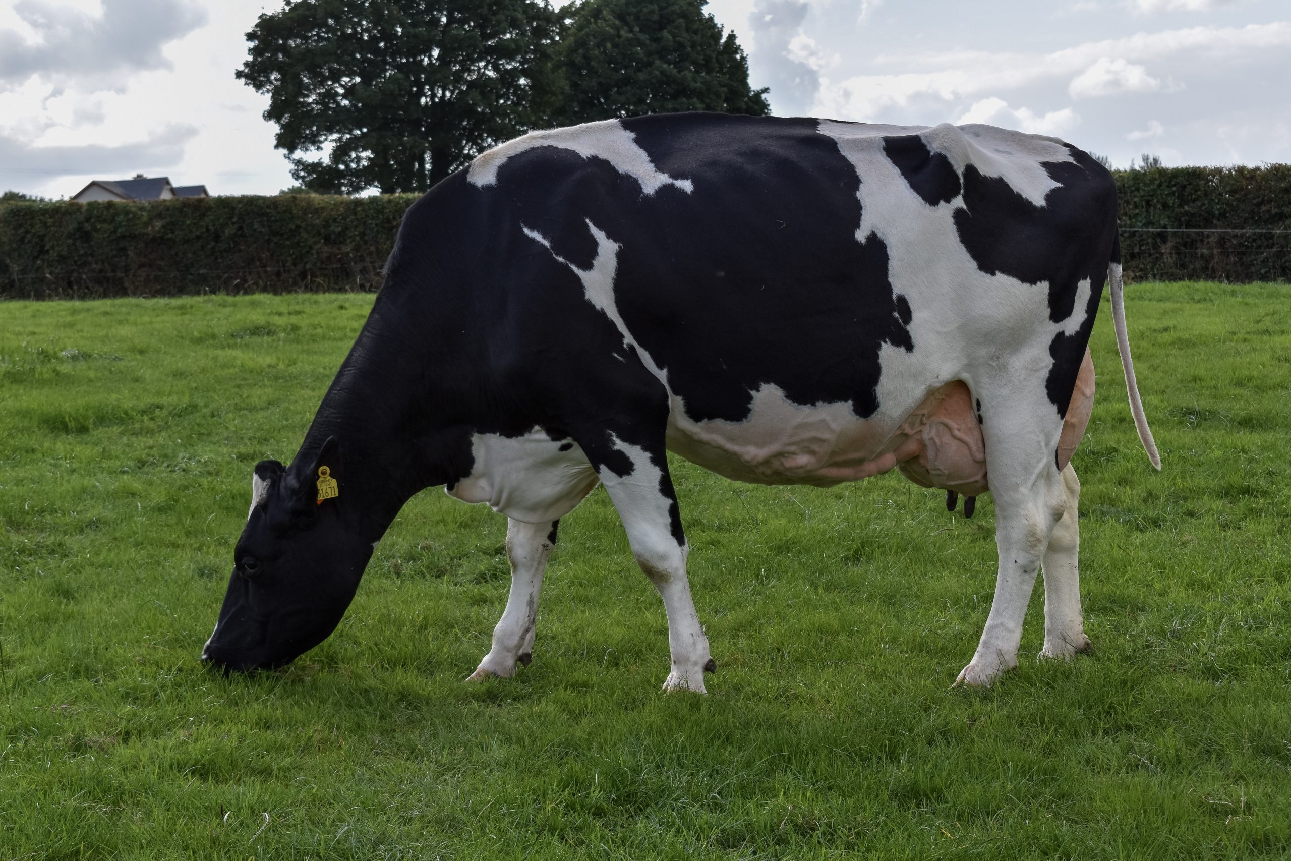 A cow from the Toberfort herd. Source: IHFA