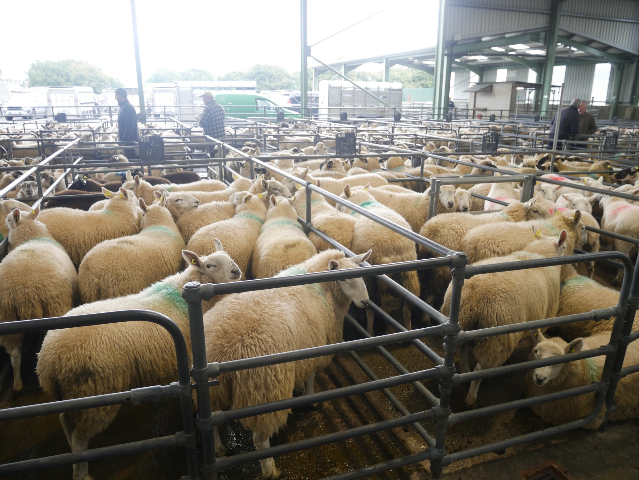 Source: Blessington Mart