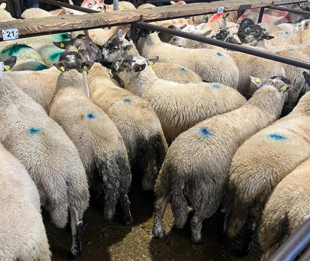 €167 for 21 lambs weighing 54.5kg