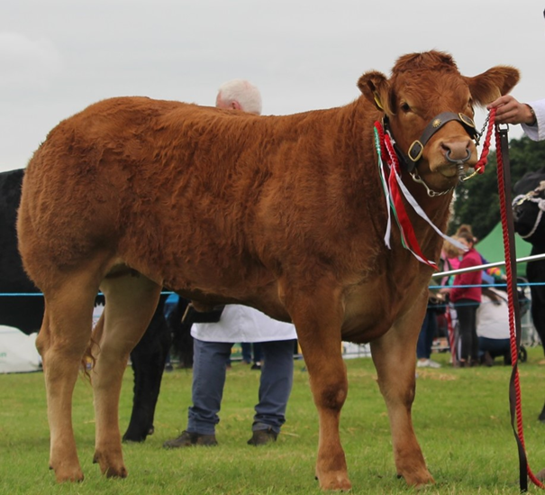 Ballybrown Unanime