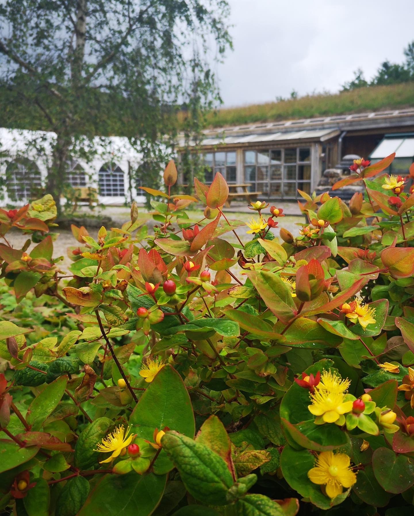The Organic Centre in the autumn