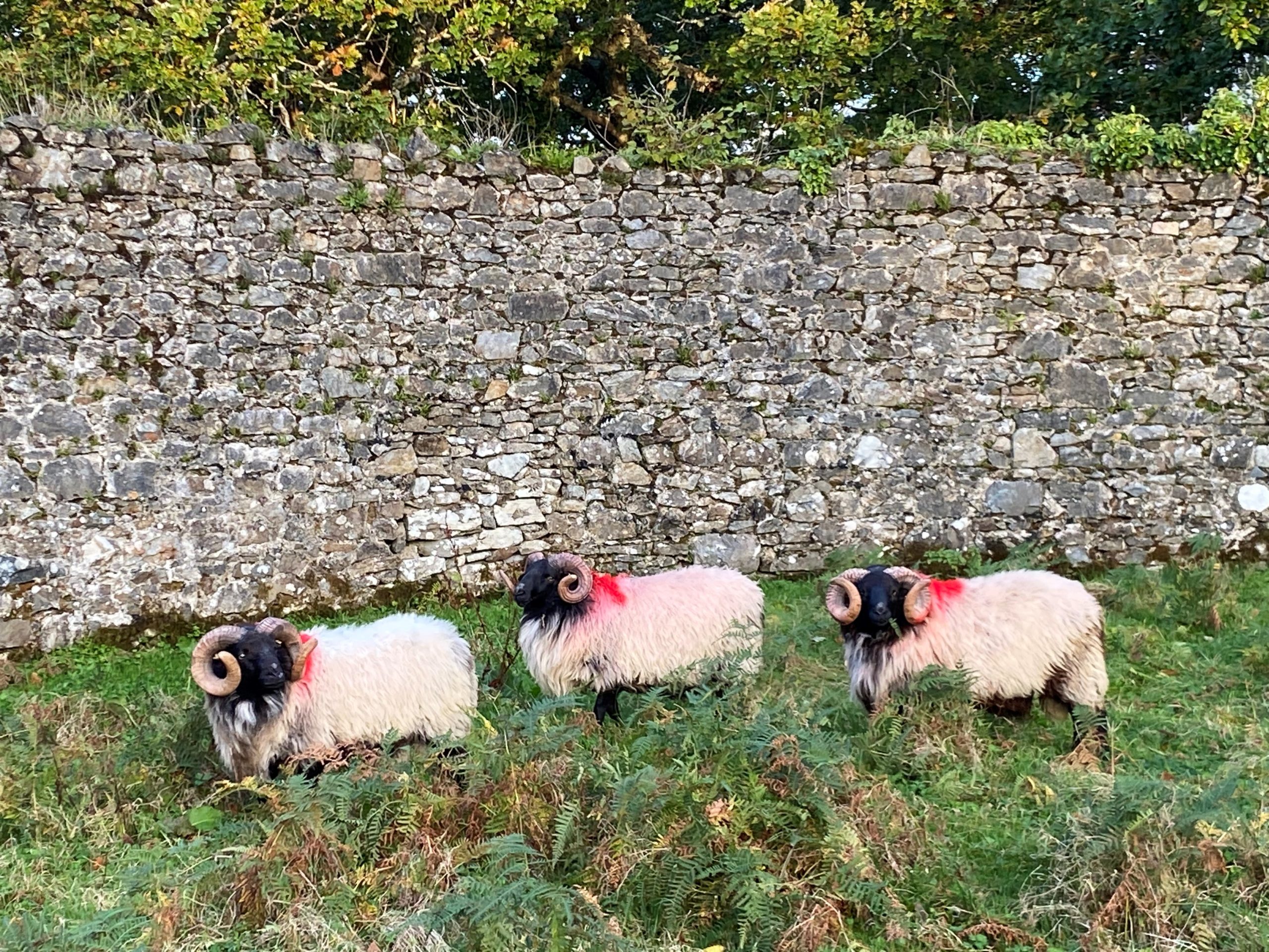 Source: Connemara Mayo Blackface Breeders Group