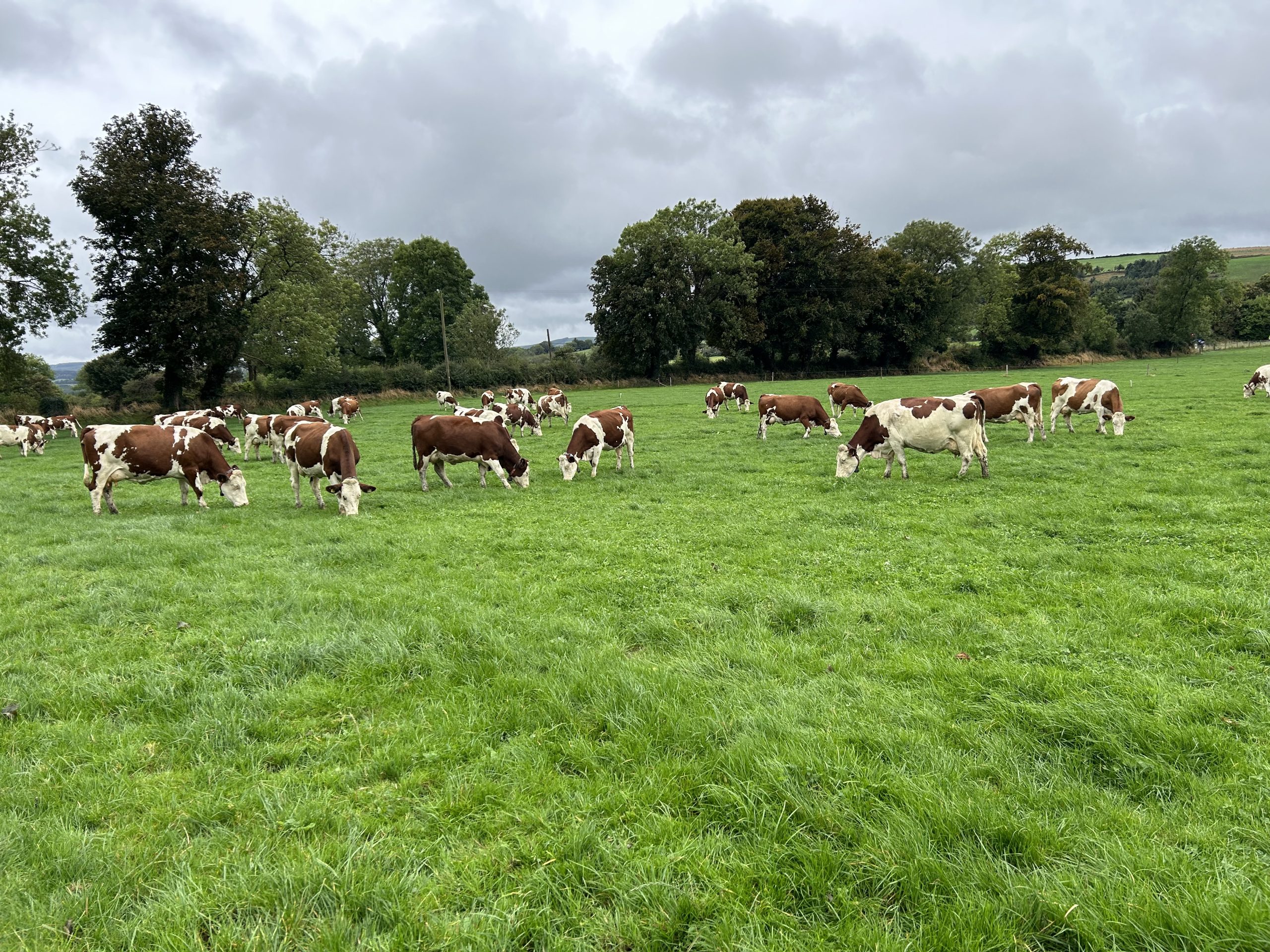 Williams' herd of cows out grazing