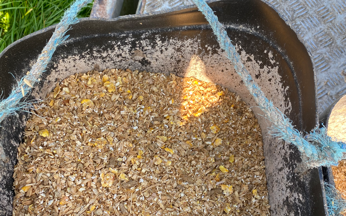 Concentrate ration for the calves on the farm