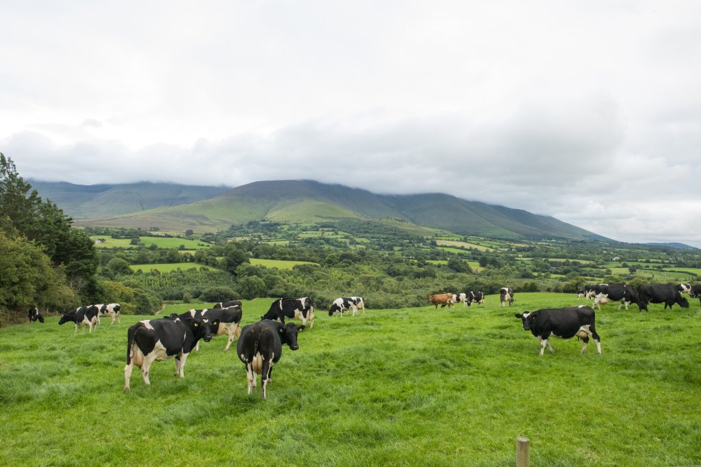 Herd of Friesian cattle grazing beneath the Galtee mountains, Glen of Aherlow, Tipperary, Ireland.