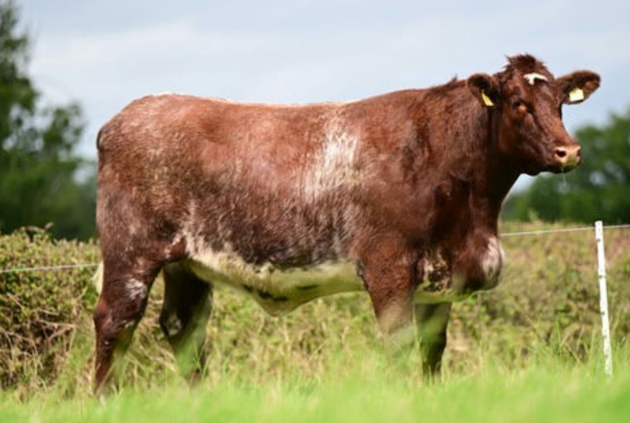 Selling at £6,500 was Cherryvalley Tipsy Gypsy