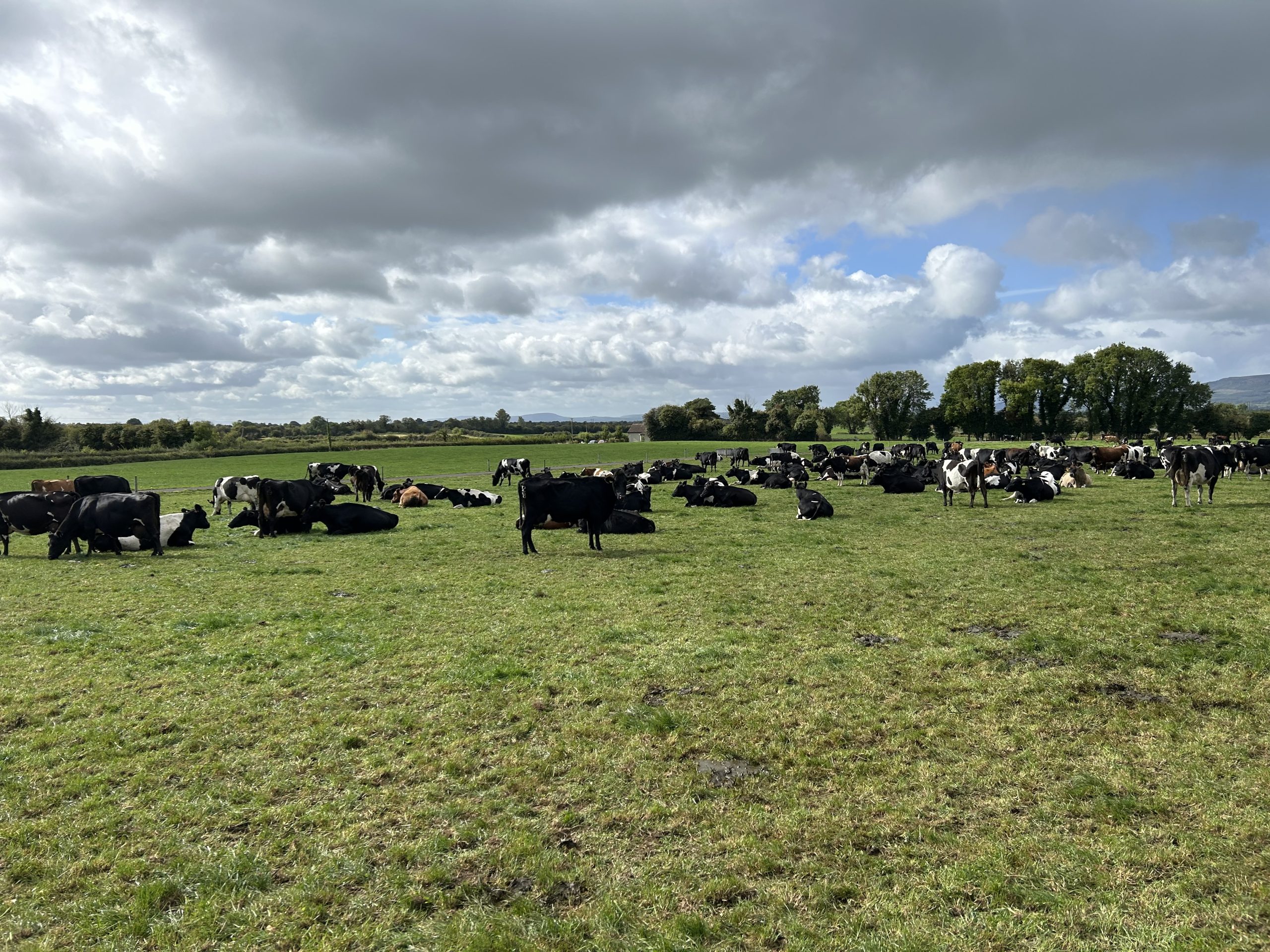 Cody's herd of crossbred cows