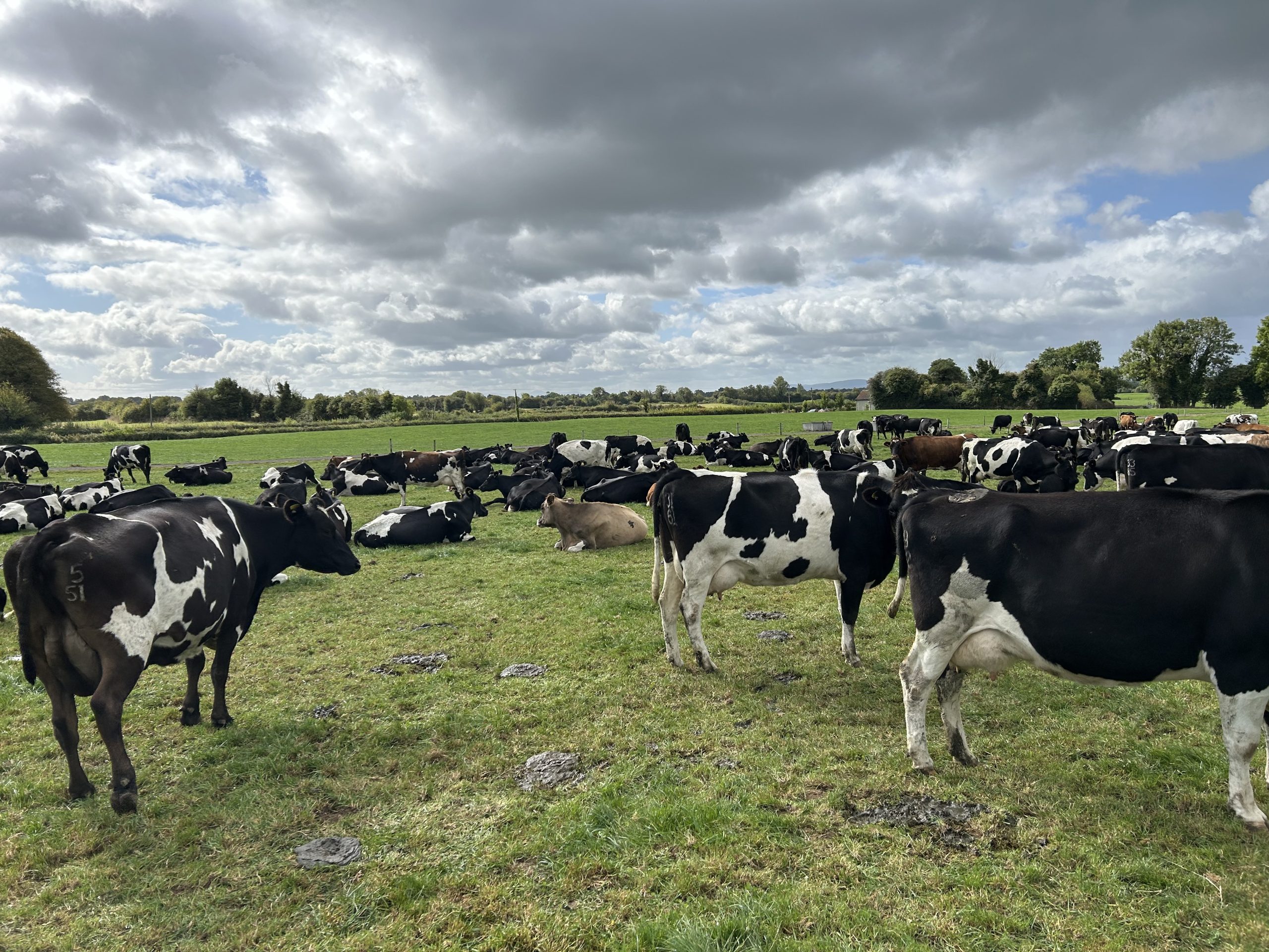 Up close with some of the cows of the herd