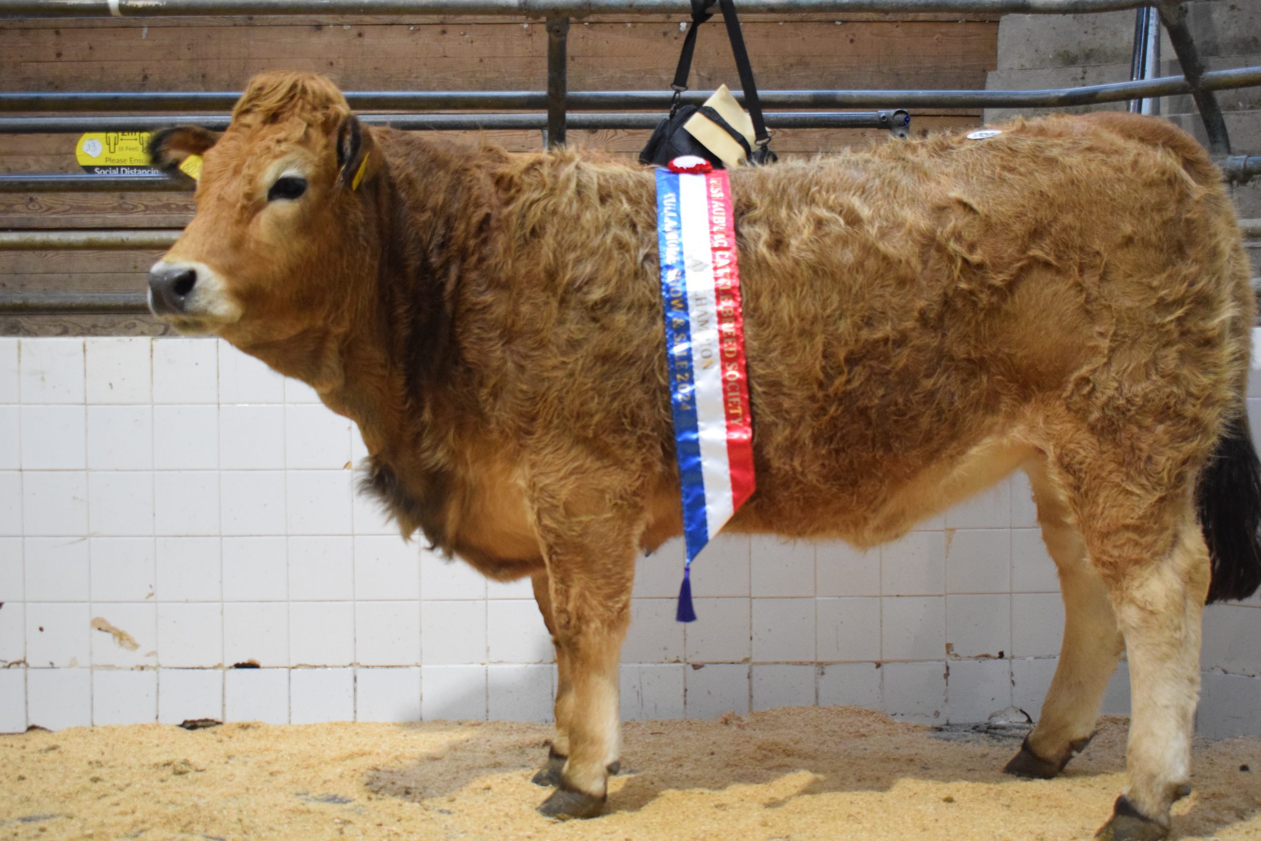 Overall champion Aubrac and overall female champion Ballintra Tania, from John Walsh