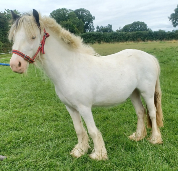 Millie is now thriving and in a loving home. Image source: ISPCA