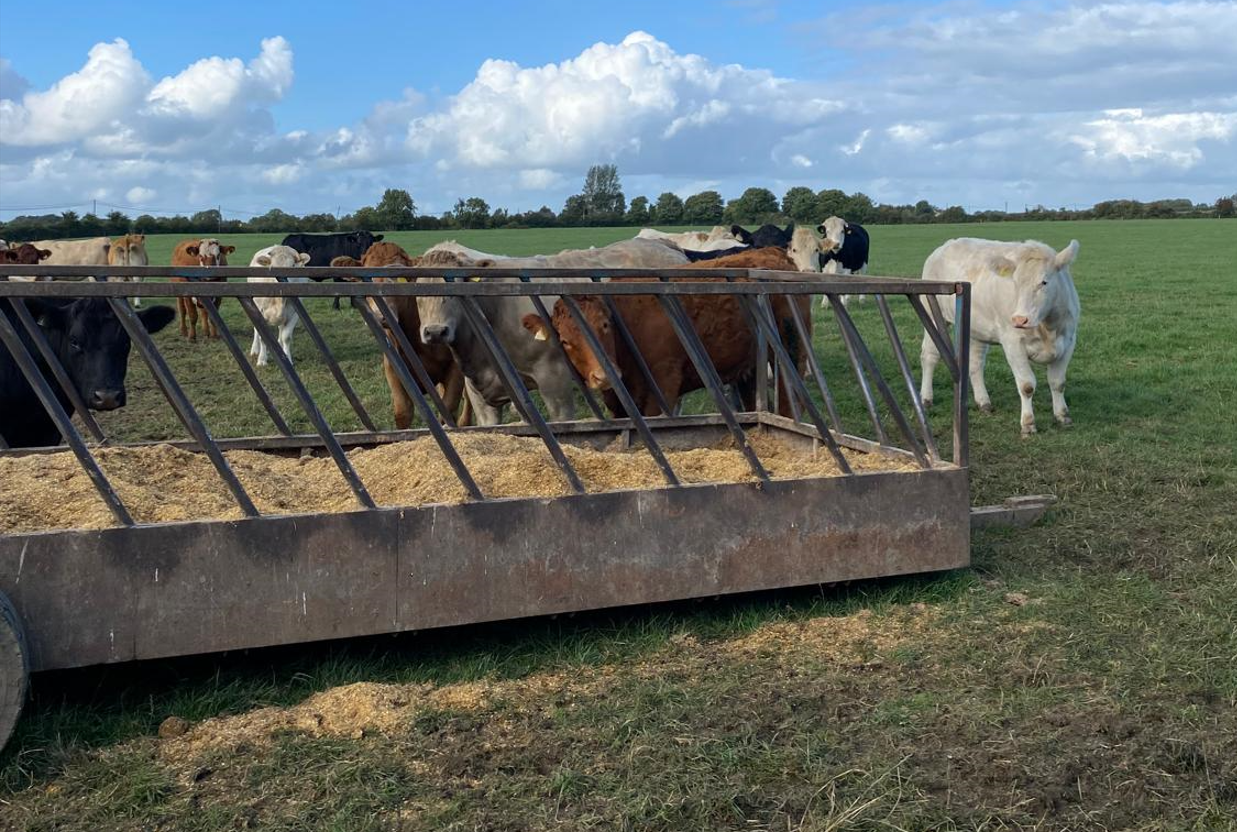 How the ration is fed to cattle at grass