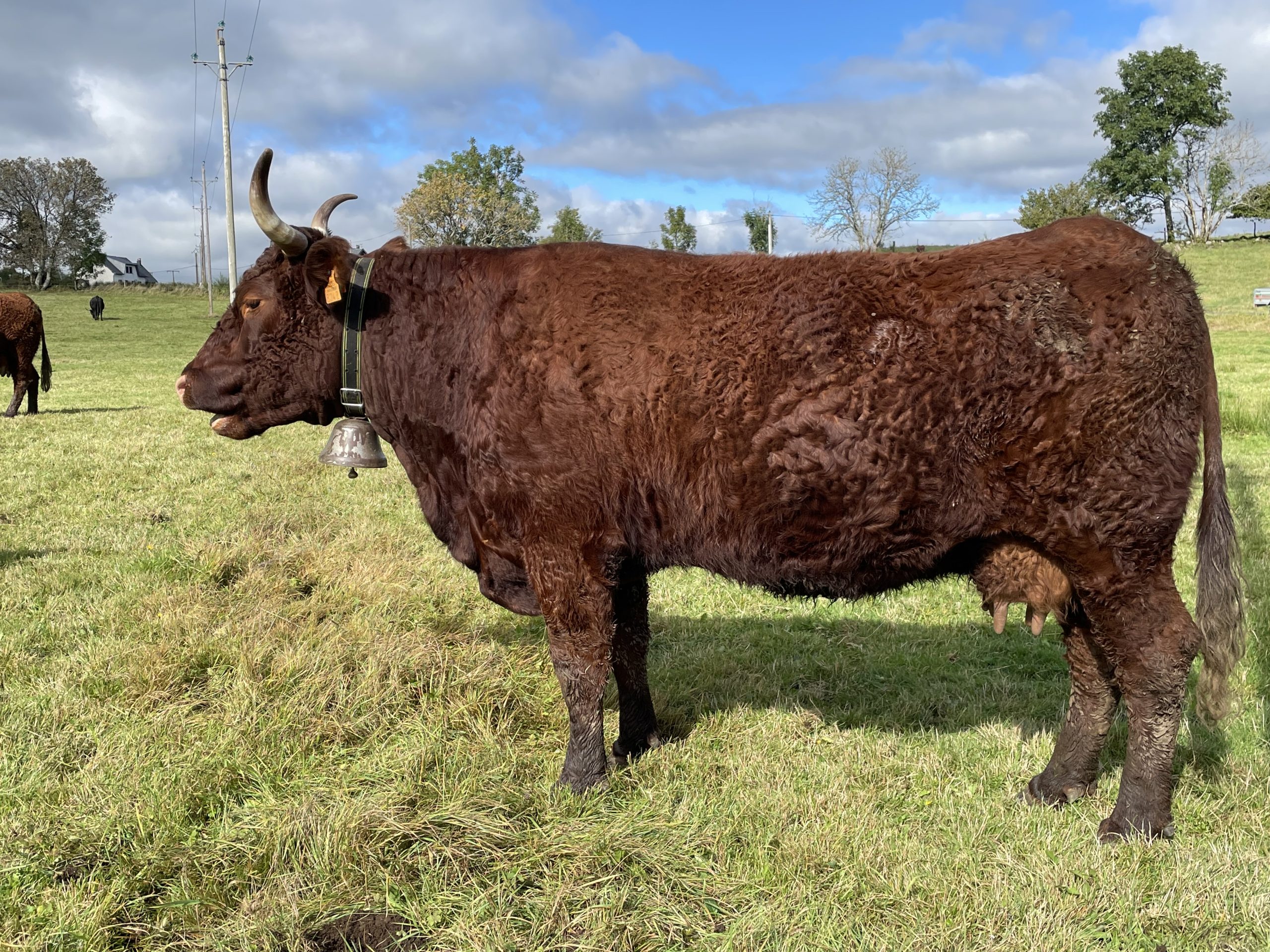 Cow-type on the farm