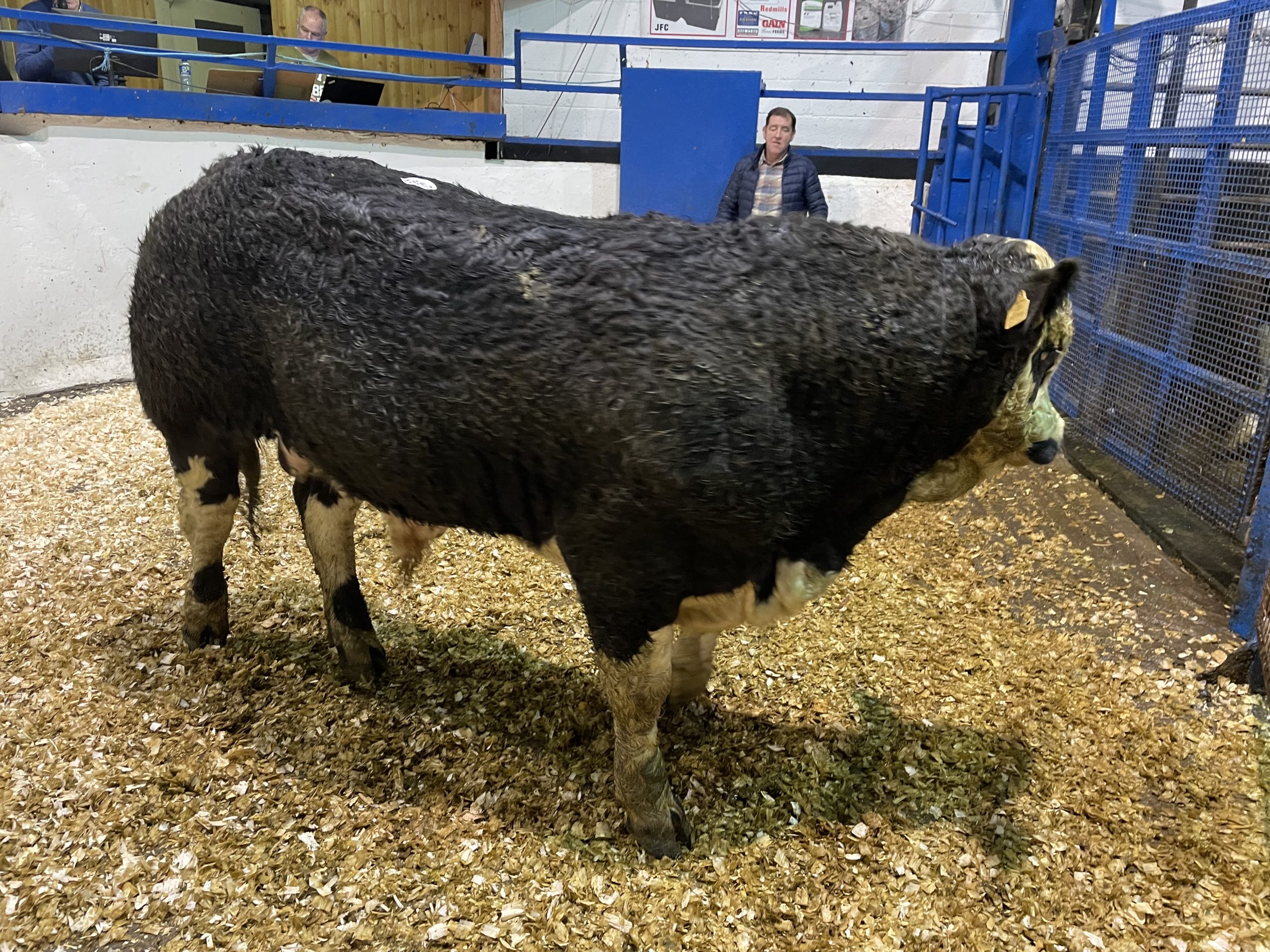 This 560kg Belgian Blue bull sold for €1,740