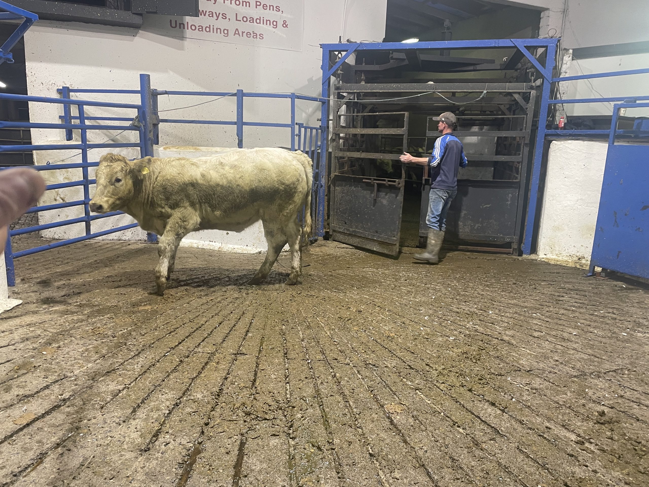This 410kg Charolais heifer sold for €1,120