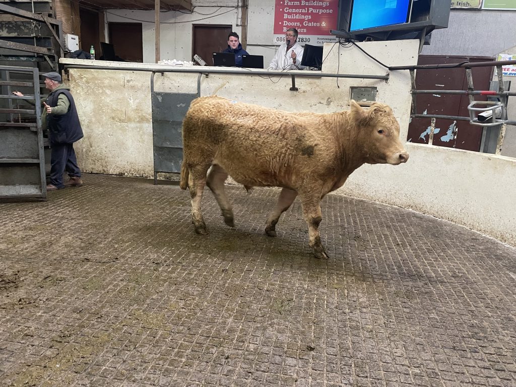 This 585kg Limousin bullock sold for €1,840