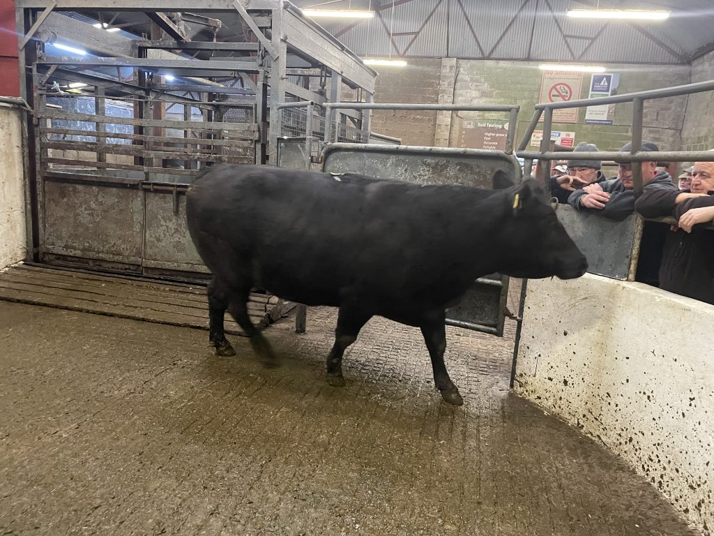 This 850kg Limousin cow sold for €2,240